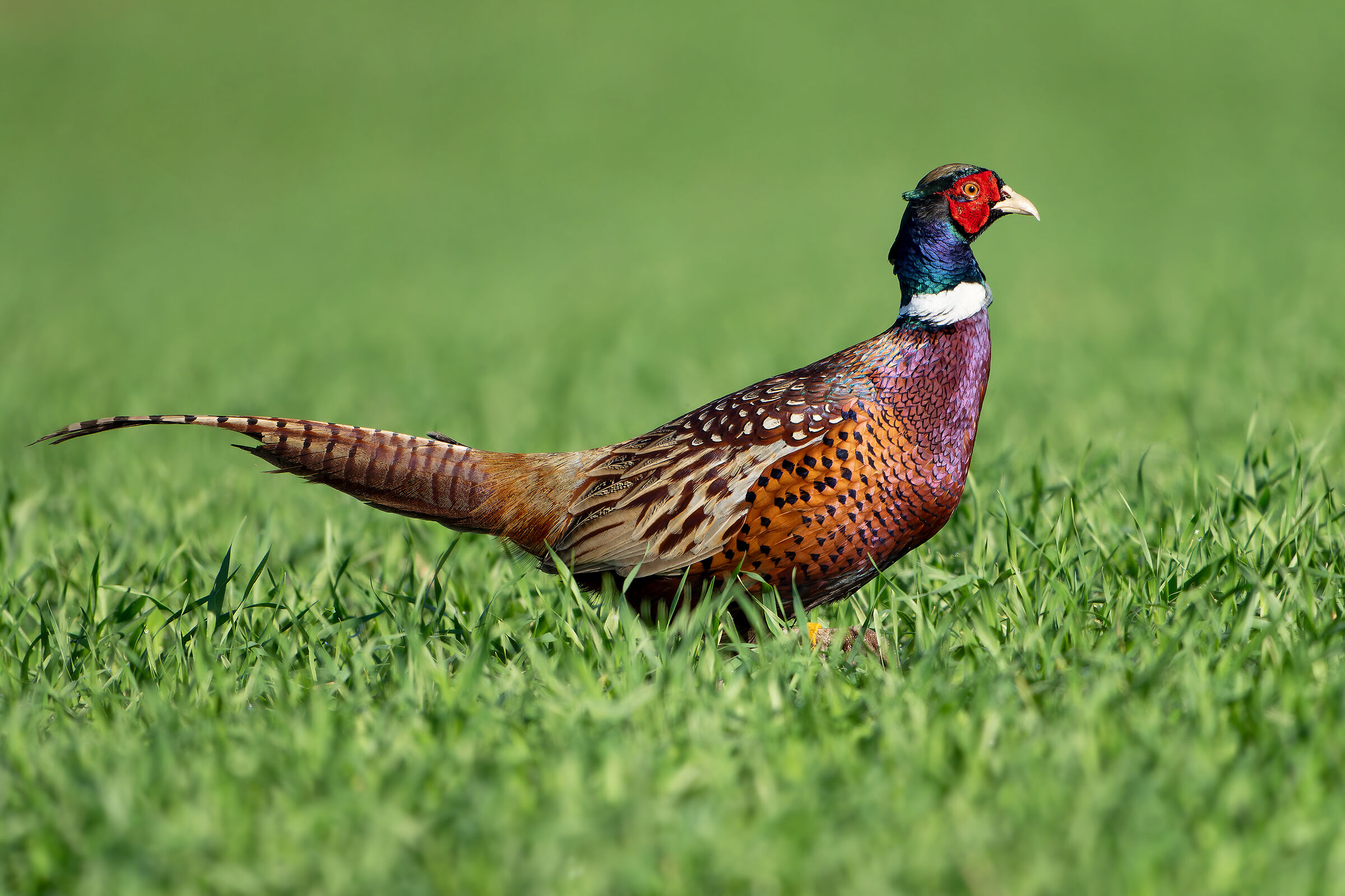 Pheasant