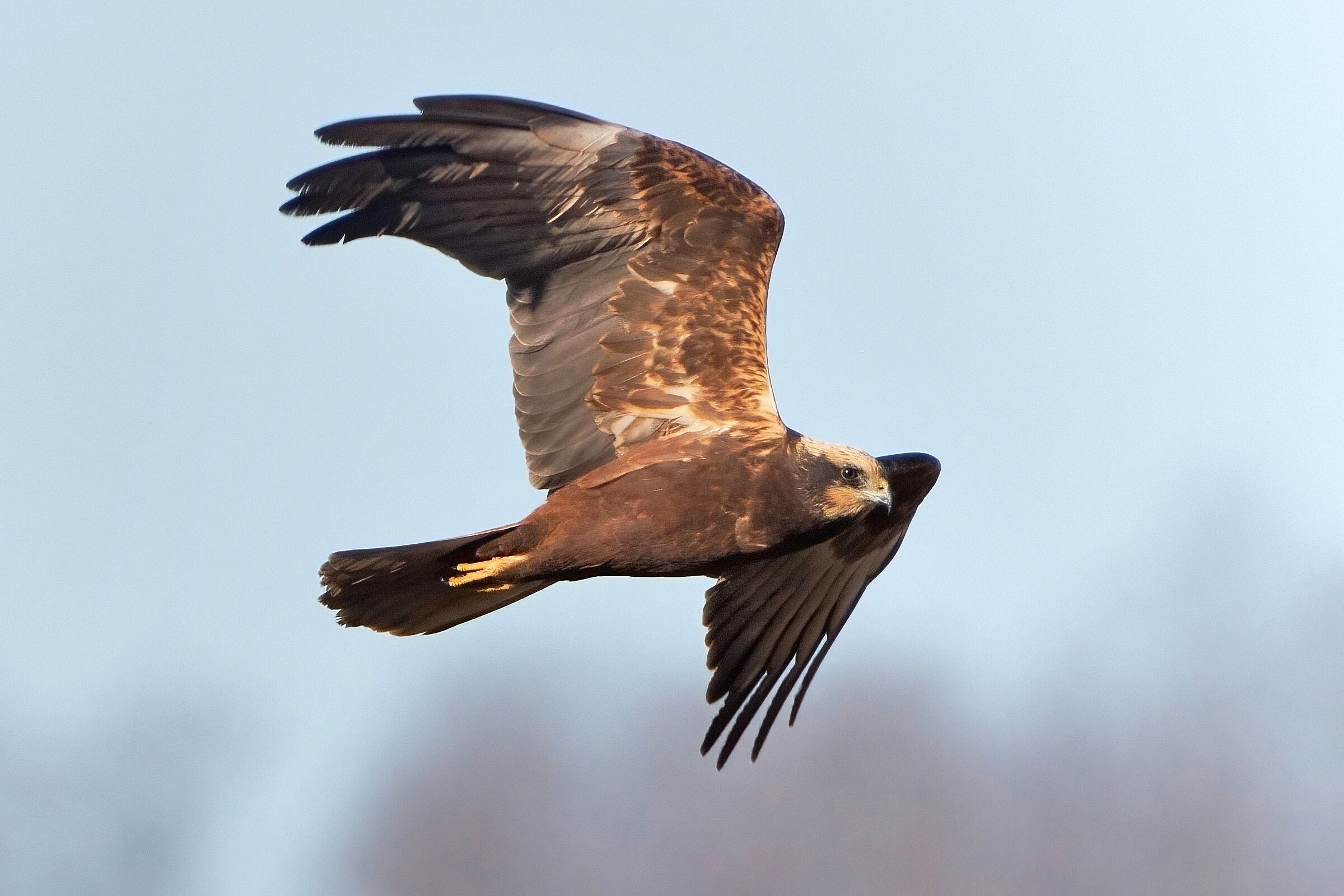 Falco di palude (Circus aeruginosus)