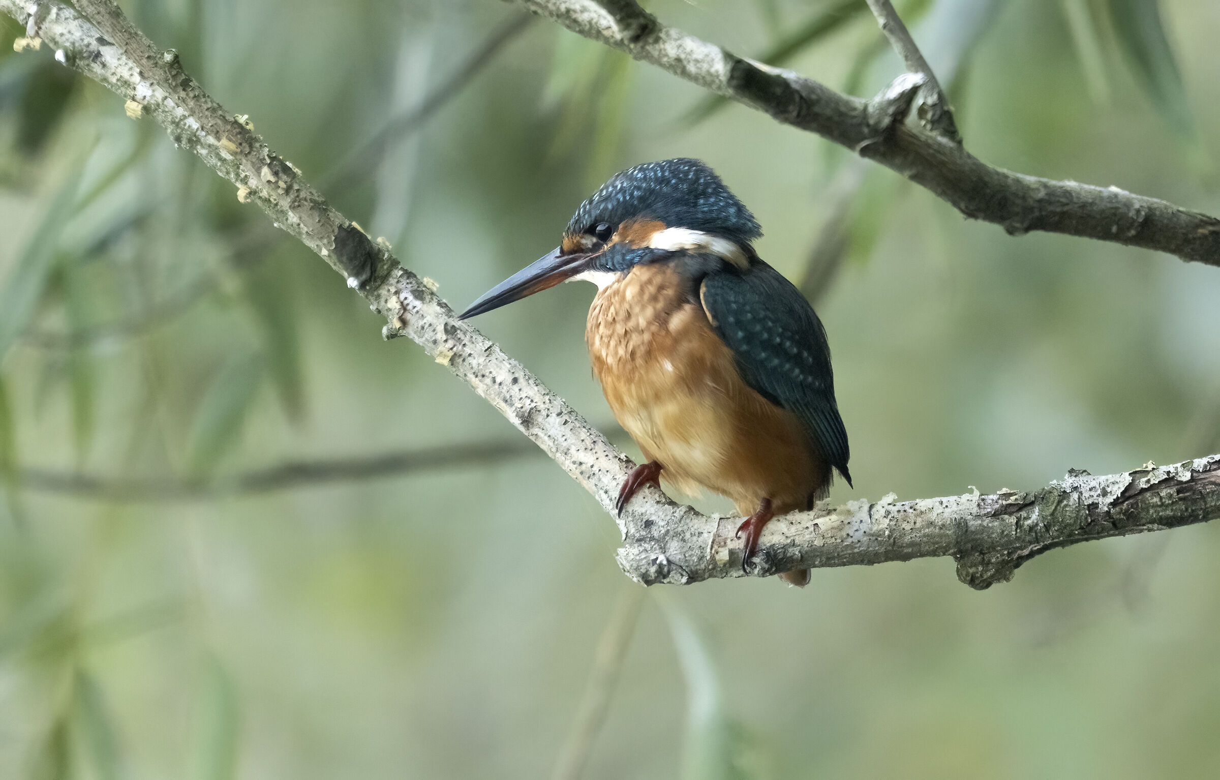 Kingfisher