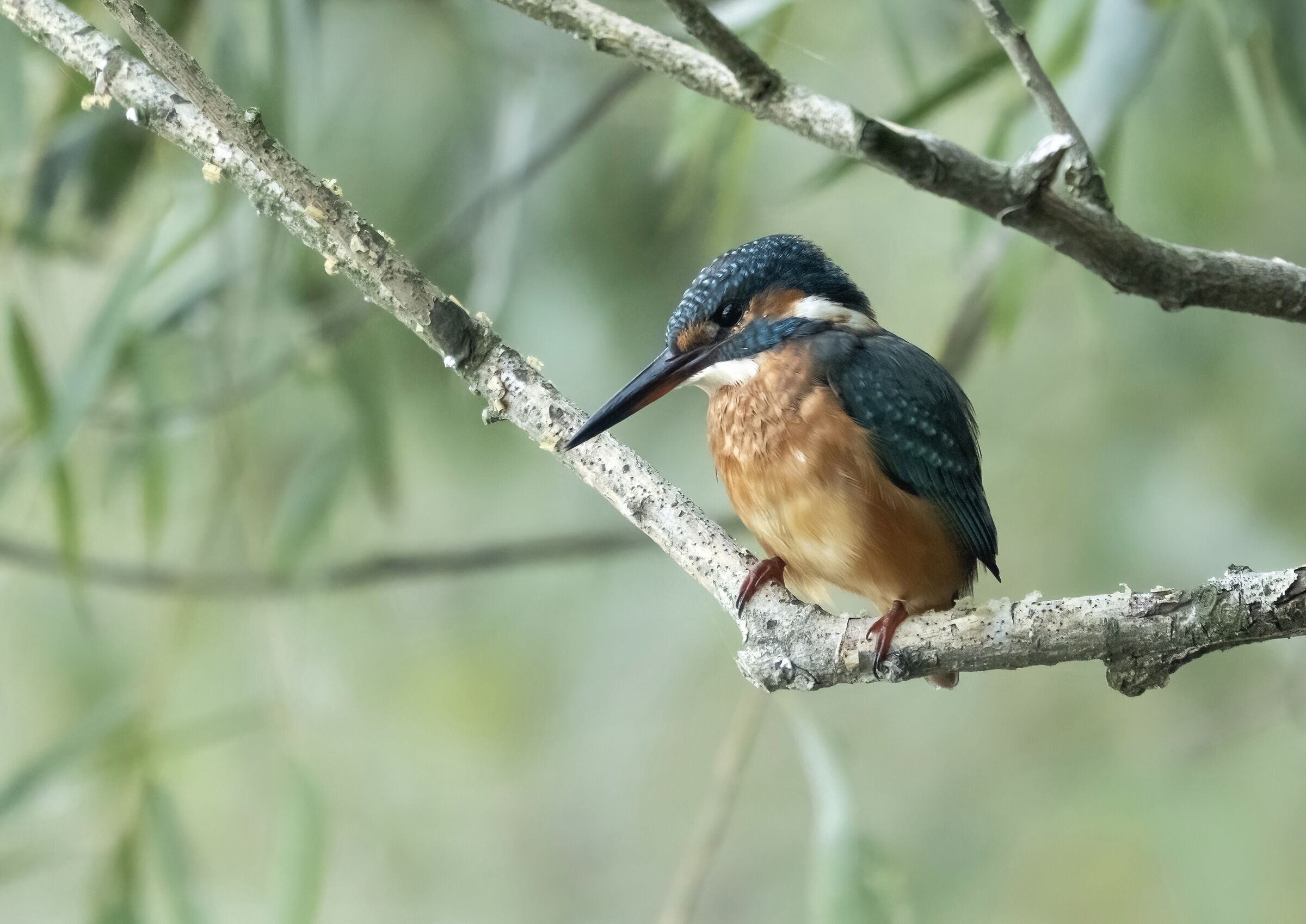 Kingfisher