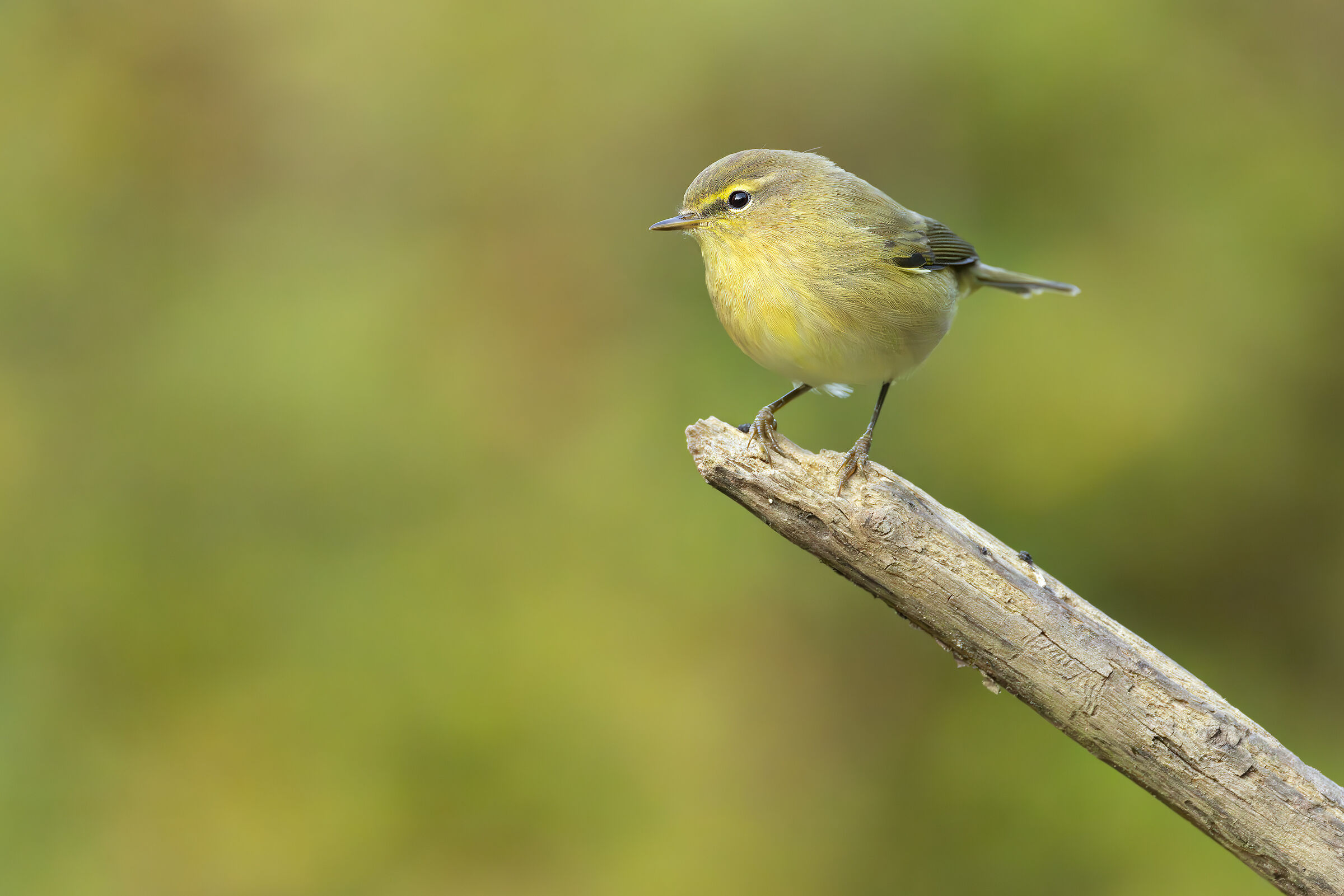 Chiffchaff