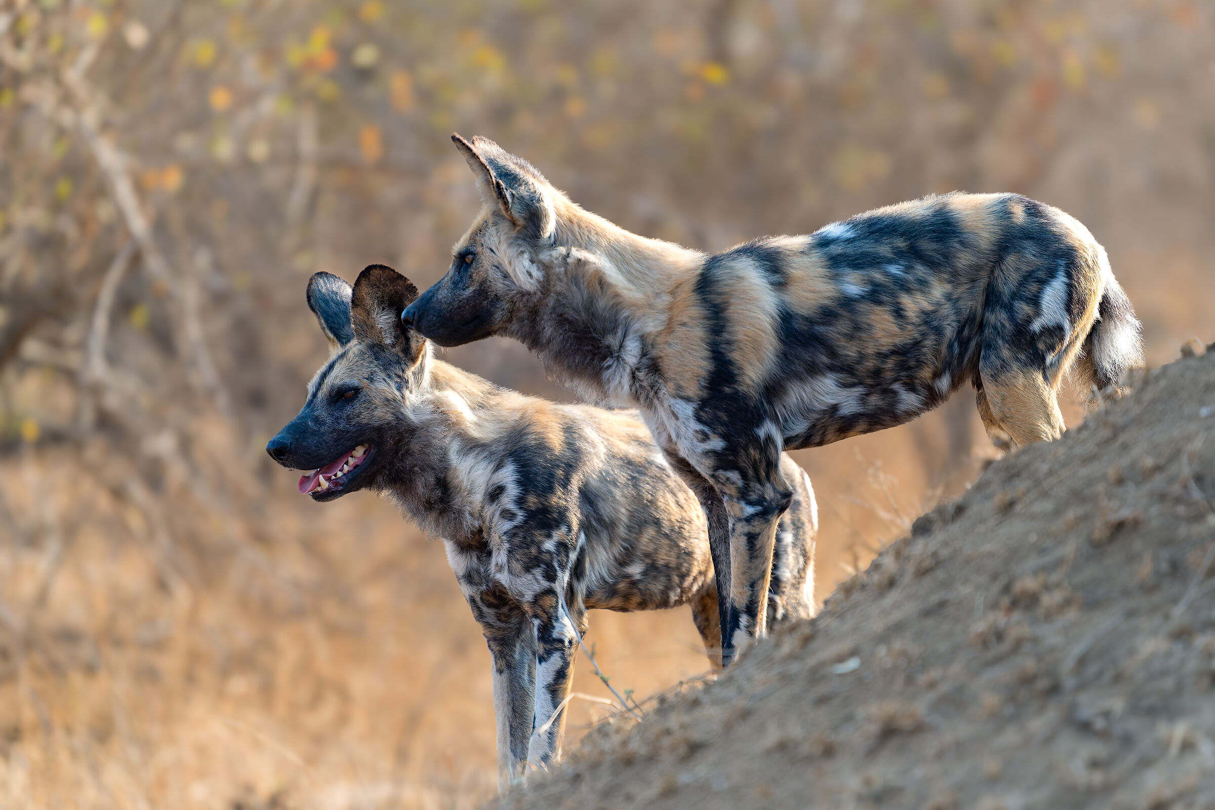 L.caone from South Africa