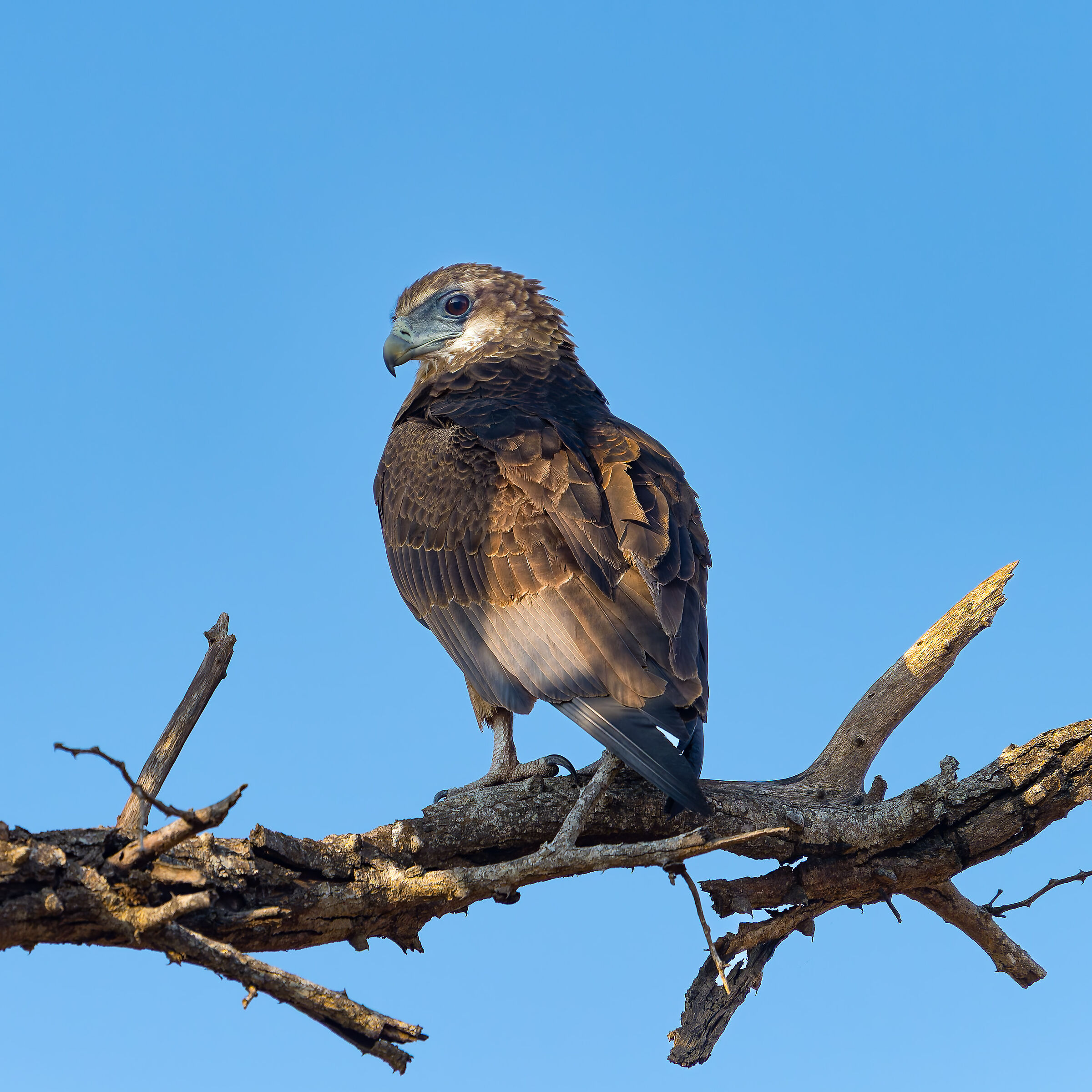 Juggling Falcon - South Africa