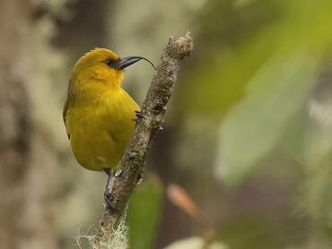 Hemignathus munroi