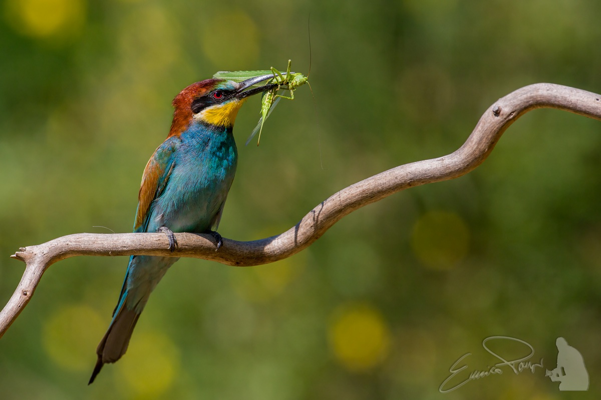 Bee Eater 2013