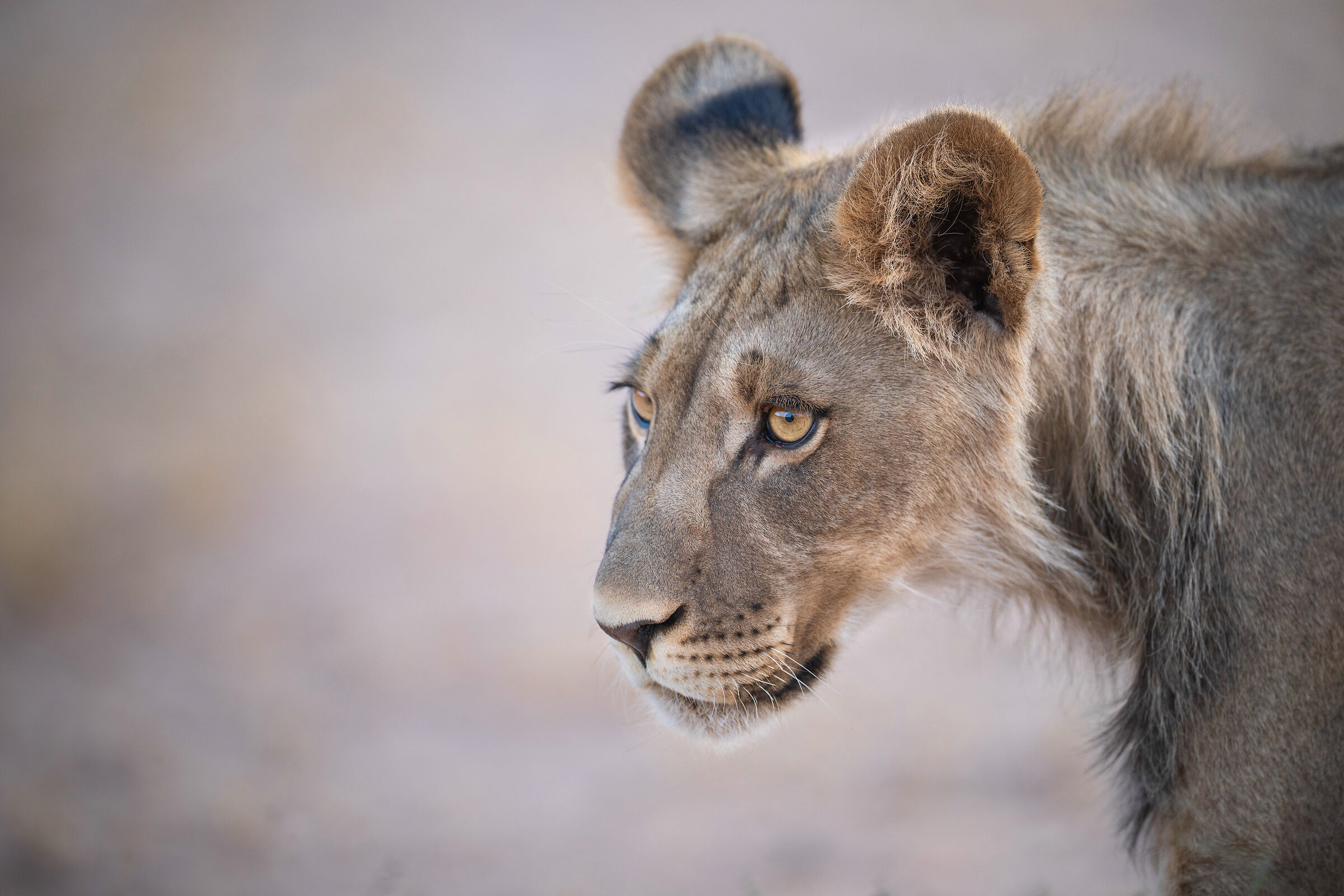 Portrait of a young lion