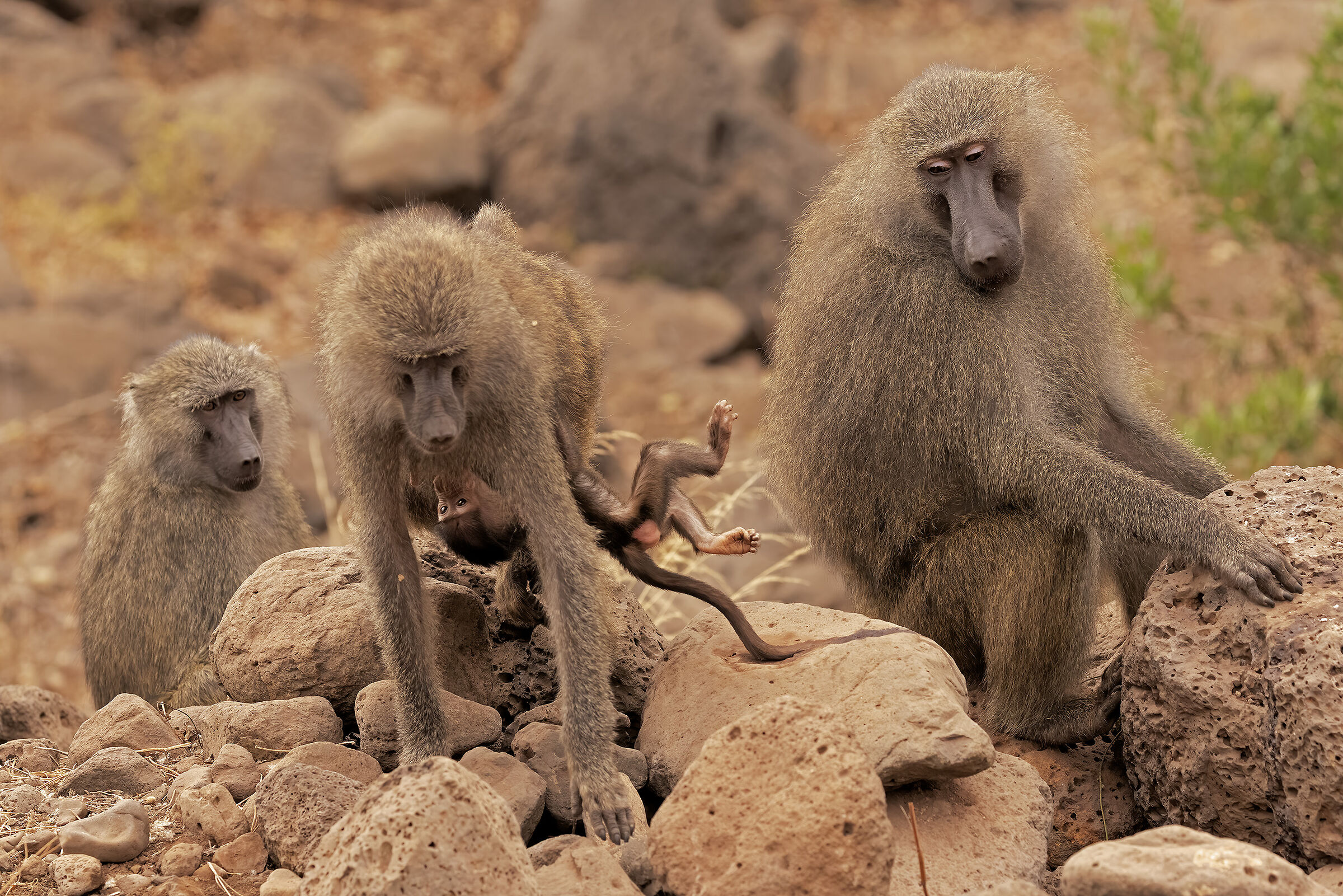 I take my mom on the fly