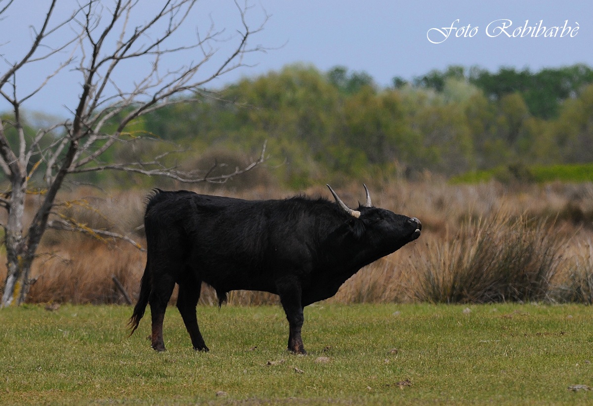 Le taureau.... Des vaccares....