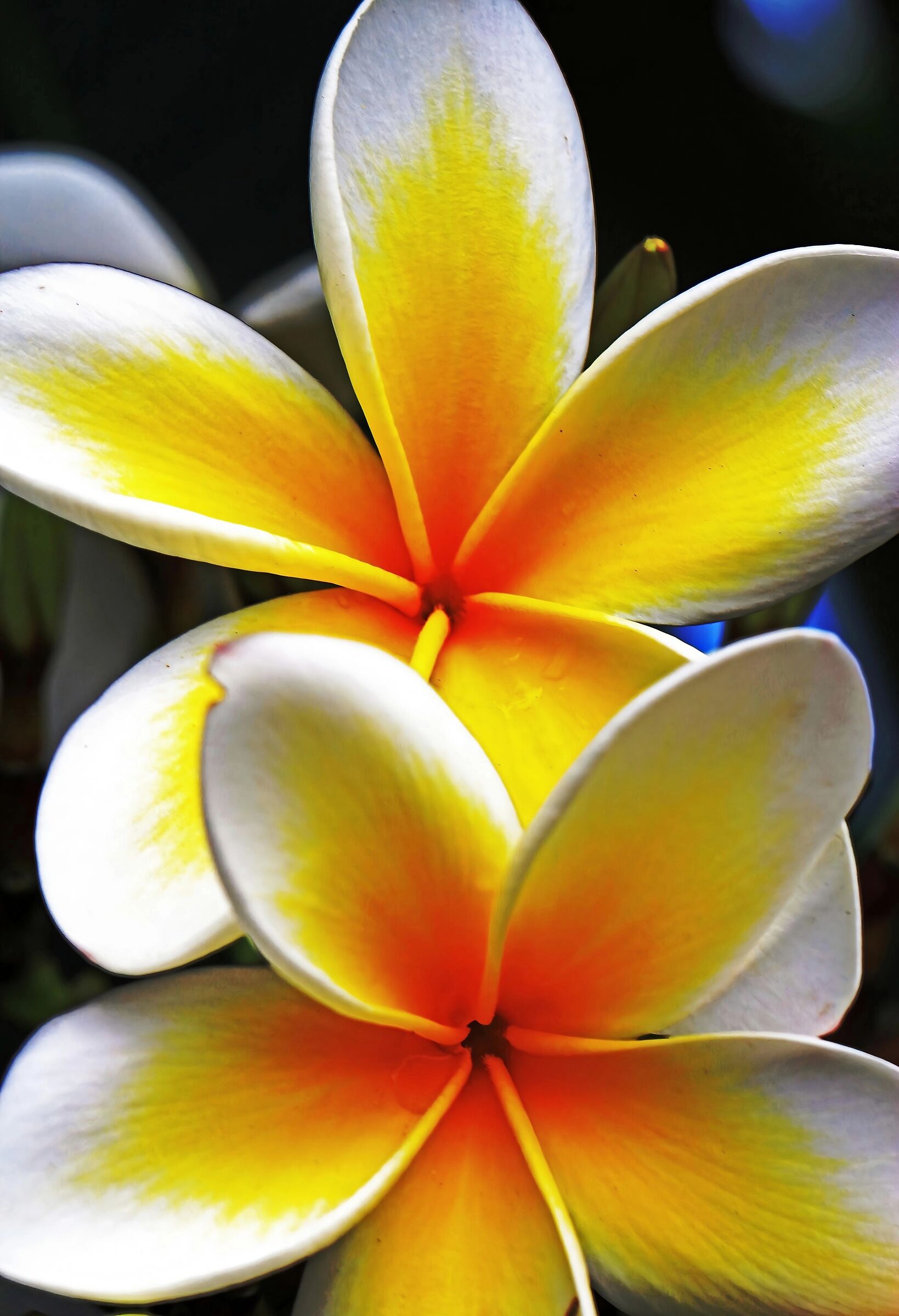 Plumeria (pianta tropicale delle Americhe)