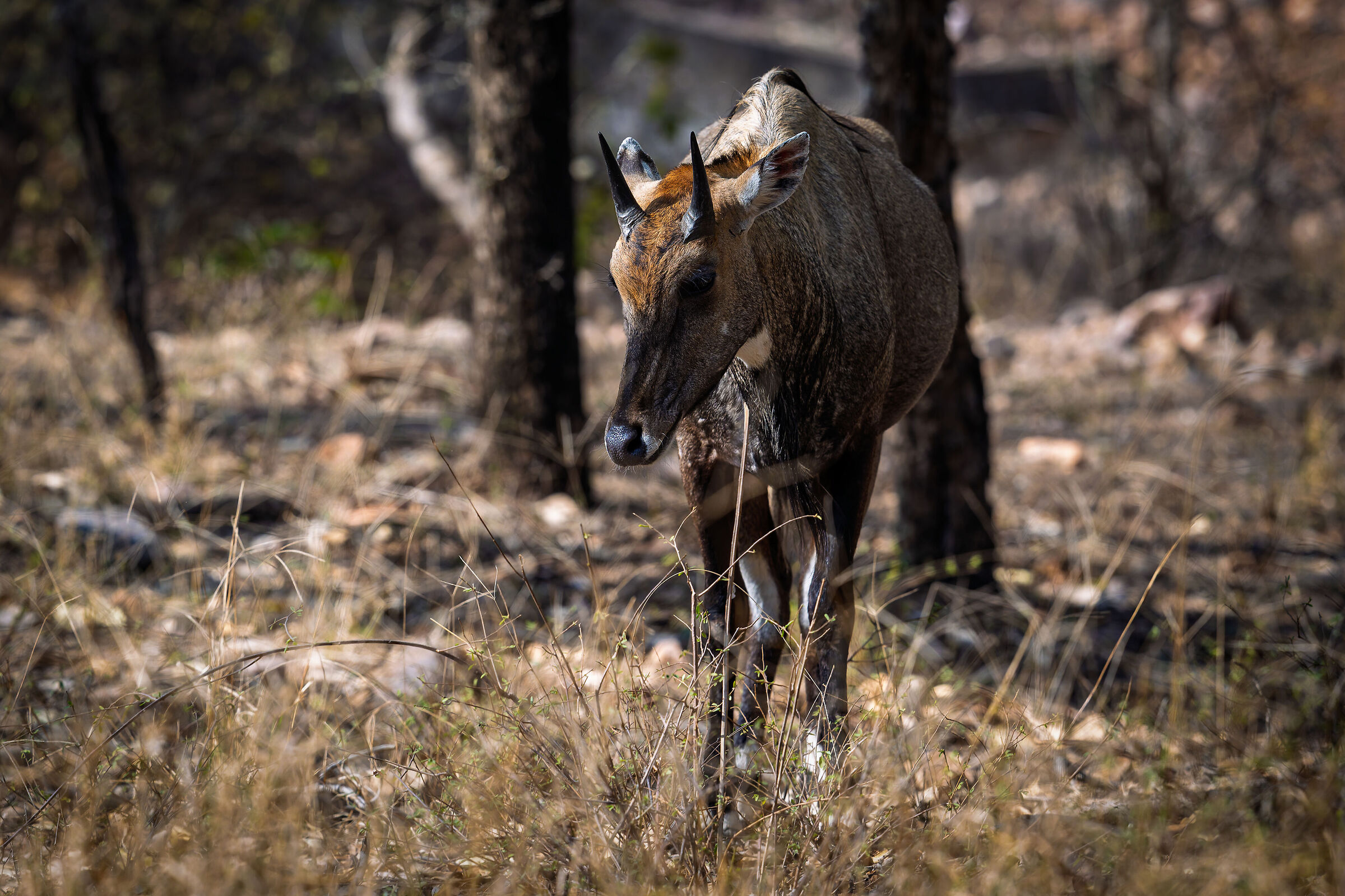NILGAI (M)