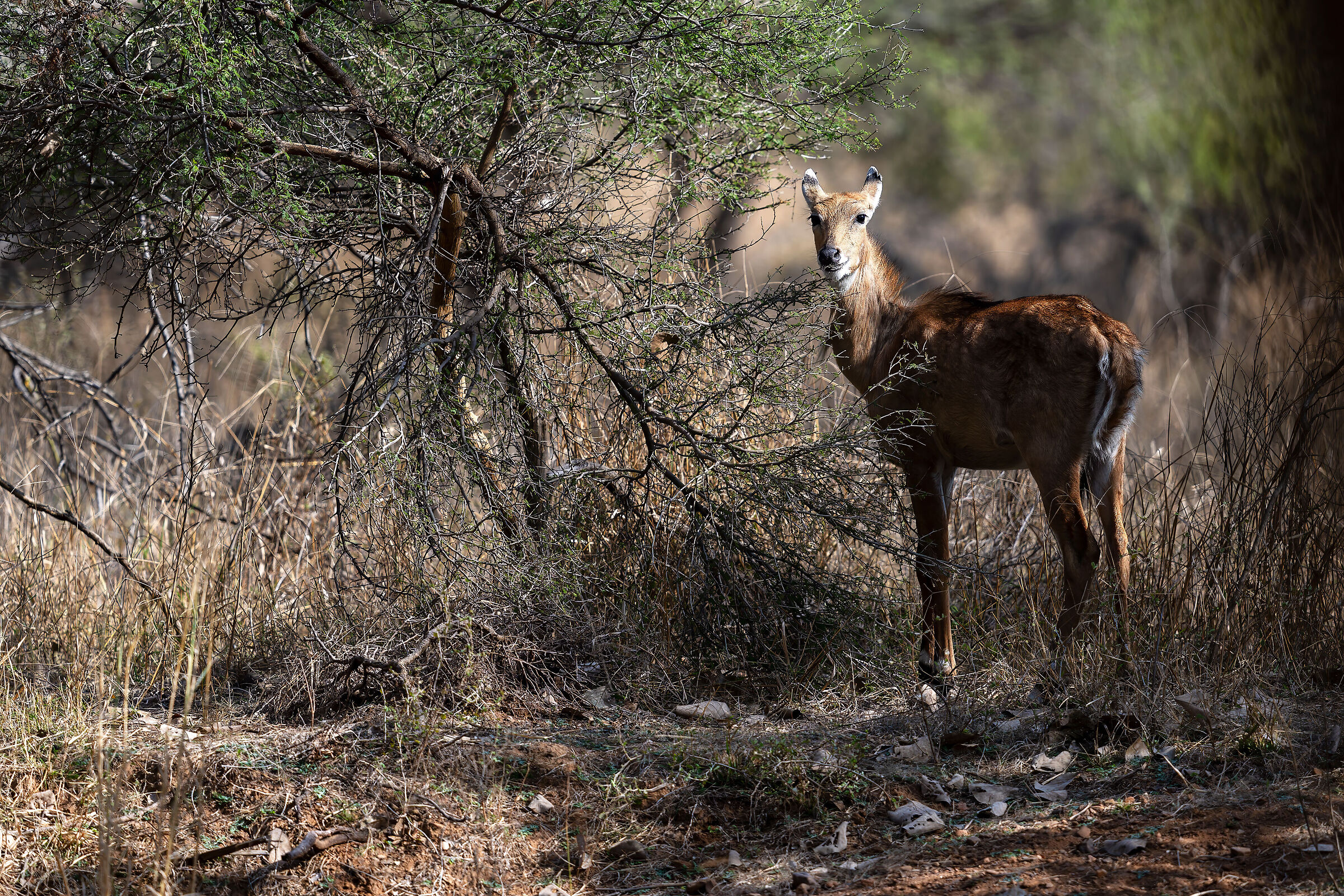 NILGAI (F)