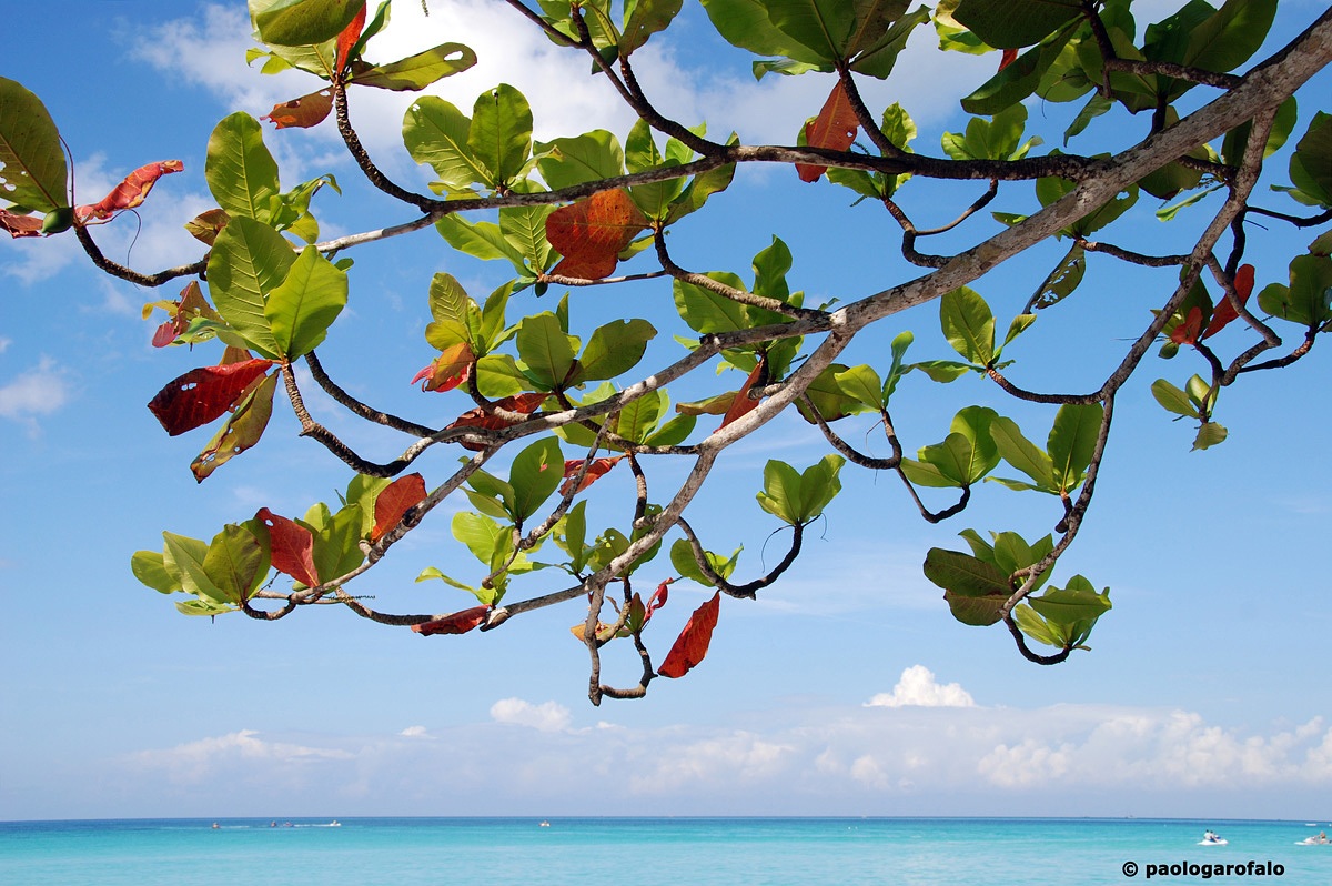 Jamaica - Seven Miles Beach