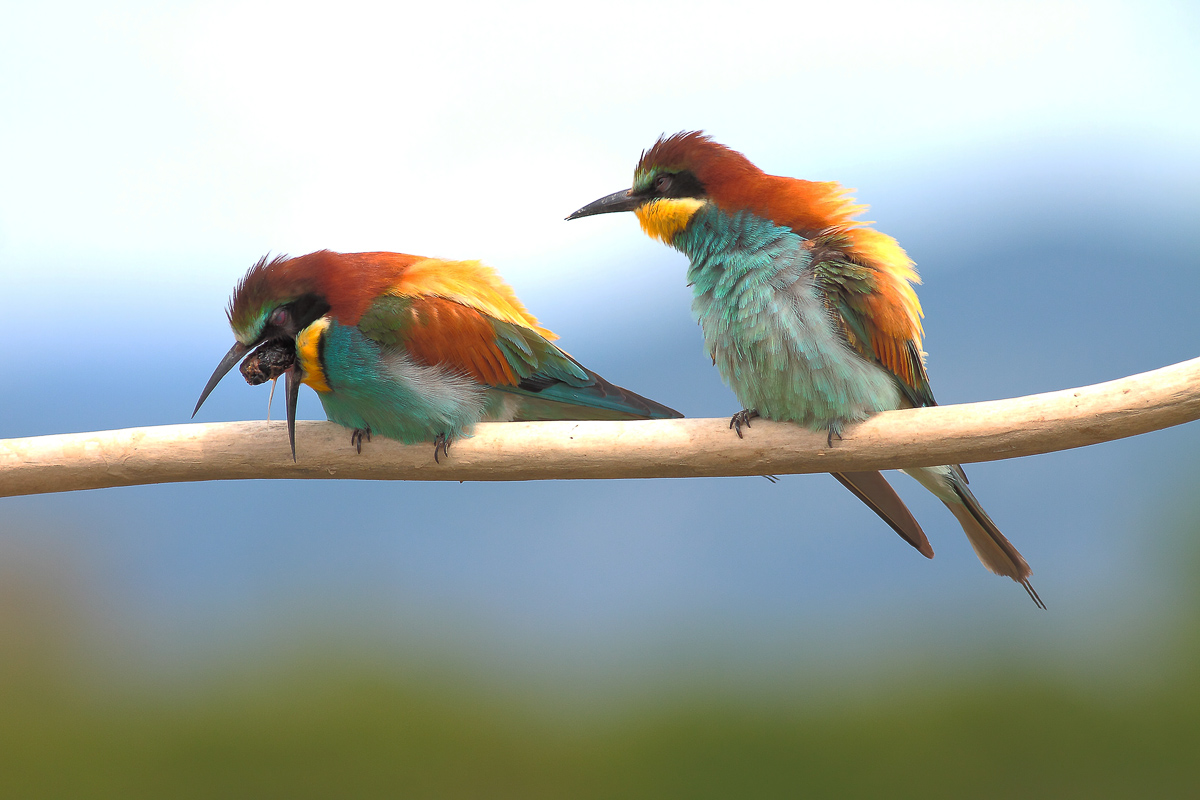 sei il solito ingordo