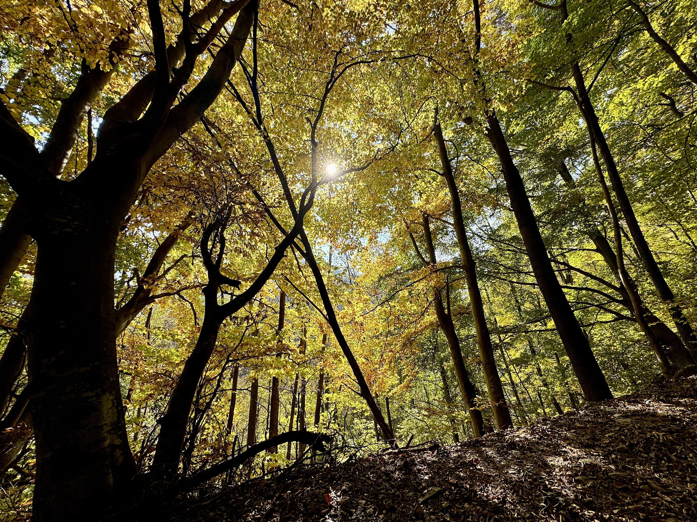 nel bosco delle fate