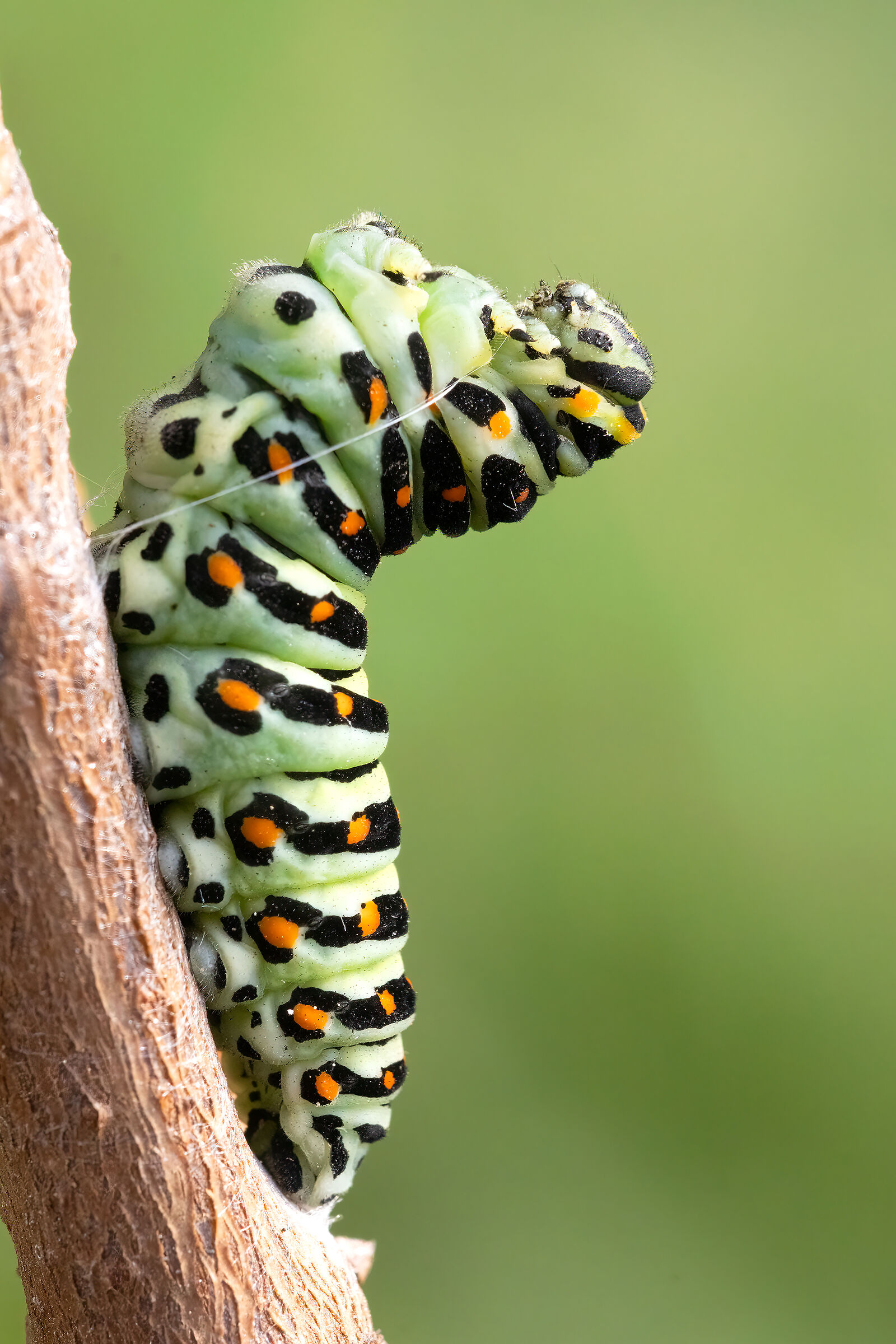 futura crisalide di macaone