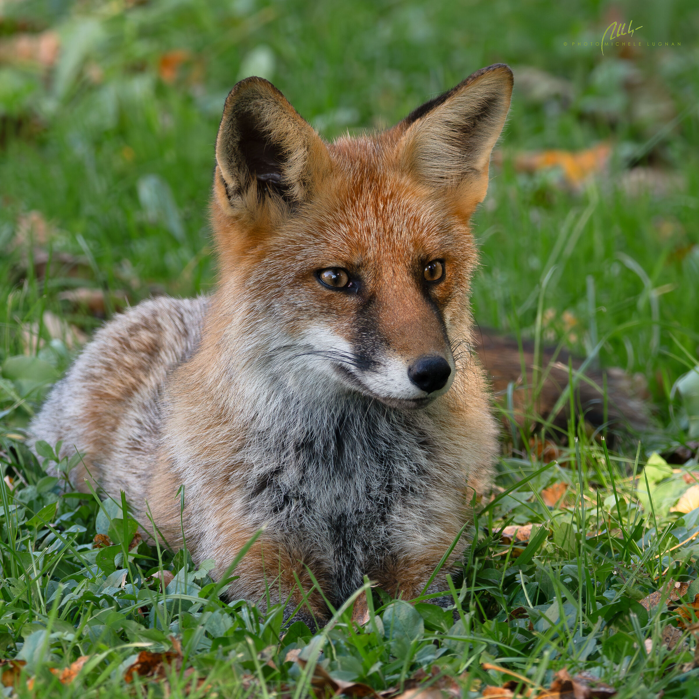 in the grass