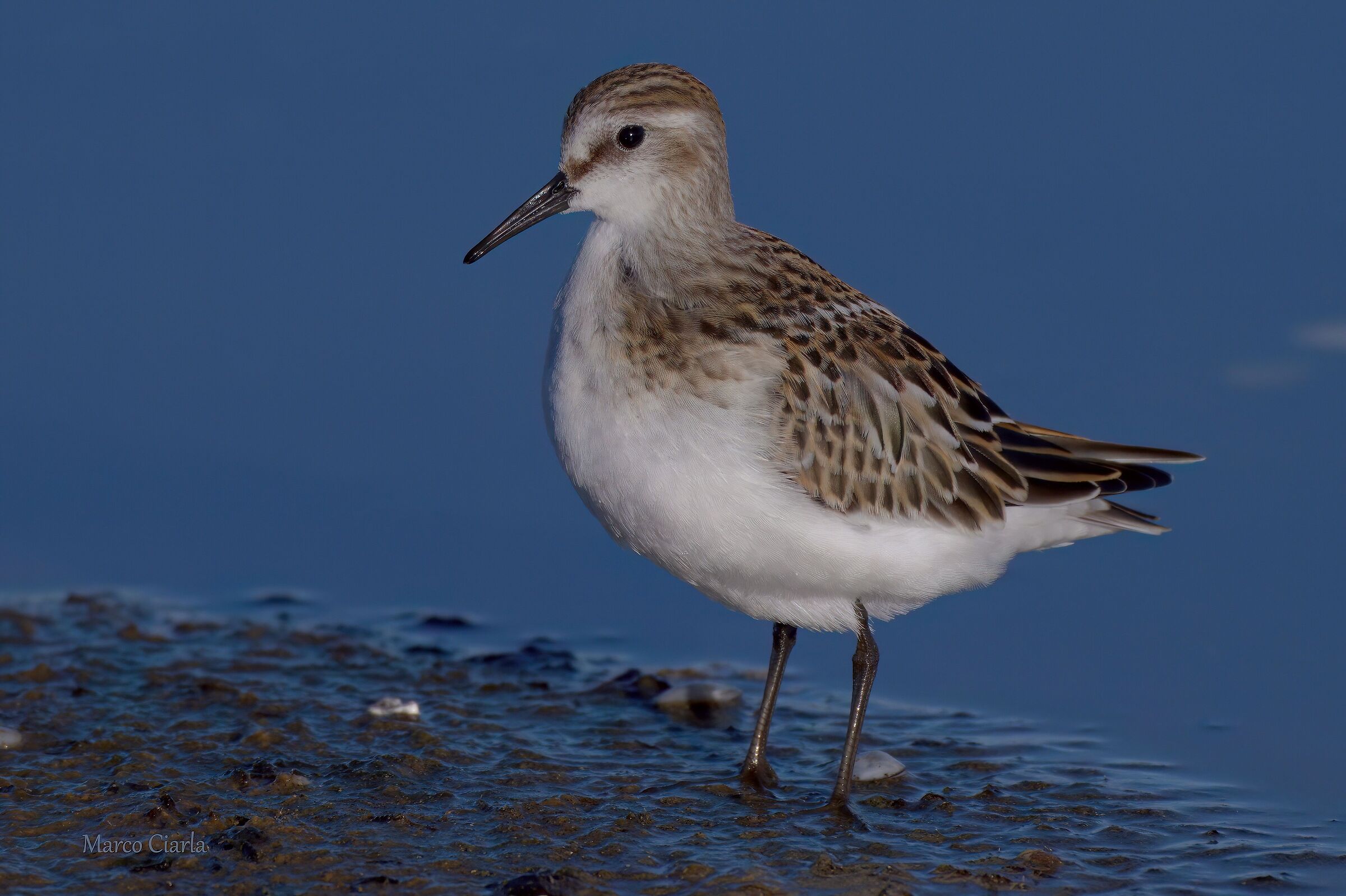 Gambecchio  (Calidris minuta )