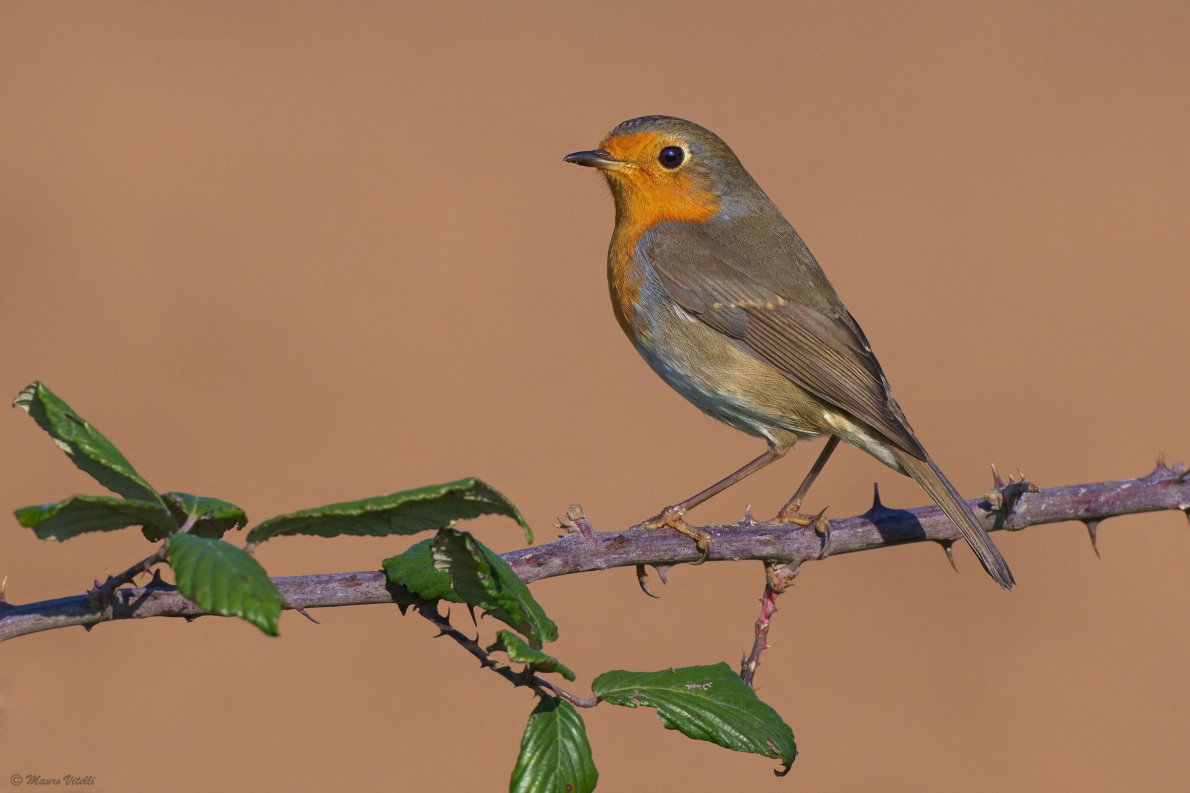 Robin (Erithacus rubecula)