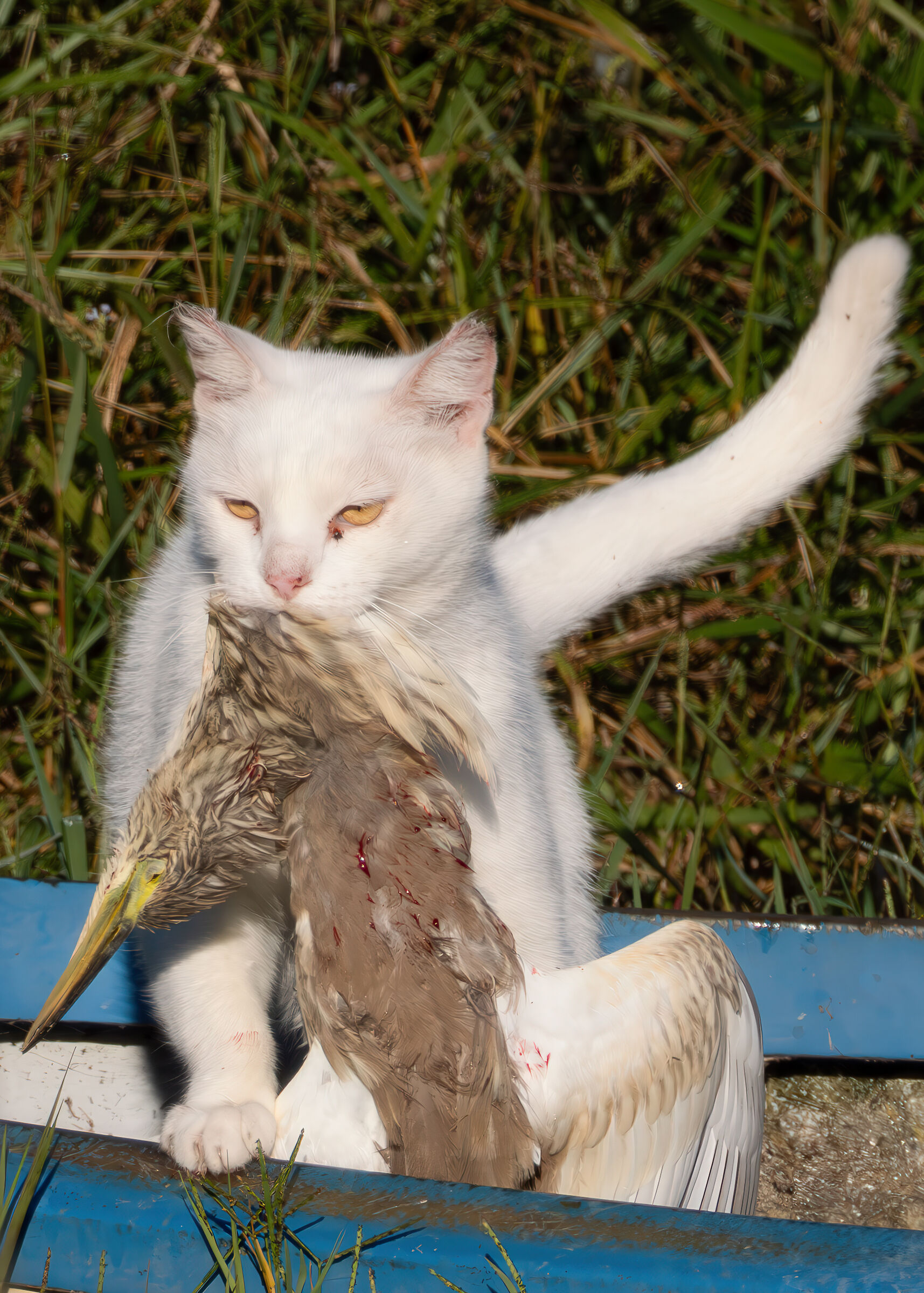 Cat that preys on young squacco heron.