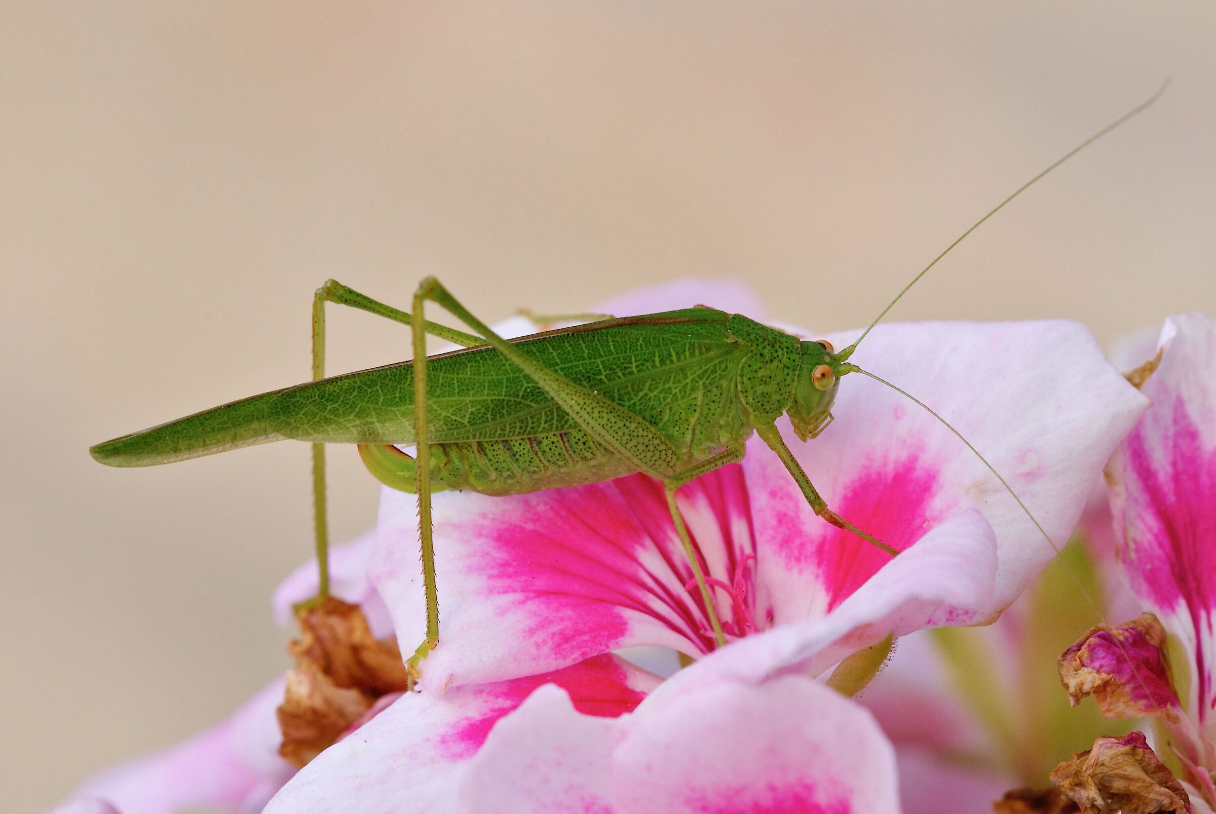 Tettigonia viridissima