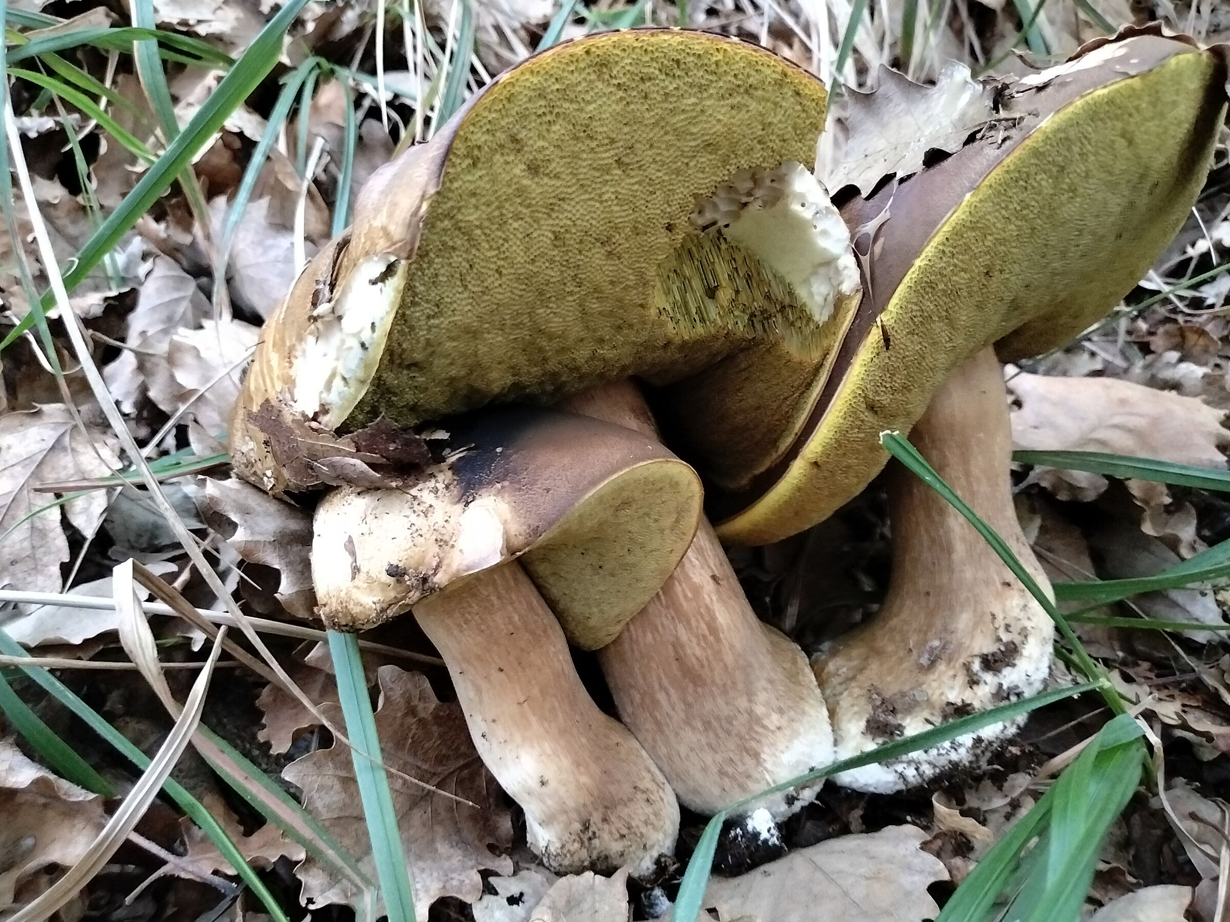 Three beautiful porcini mushrooms