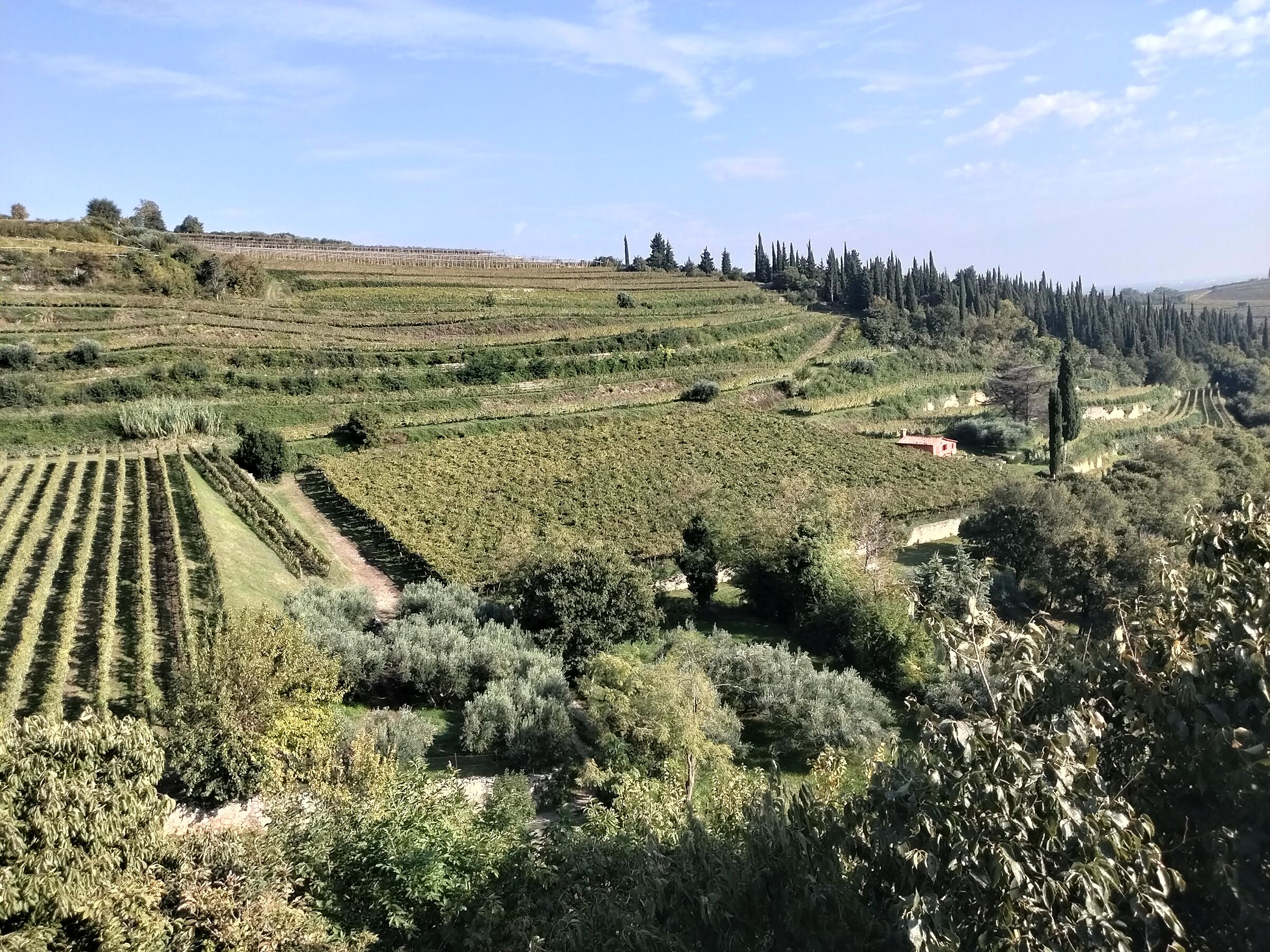 Vineyards in Soave