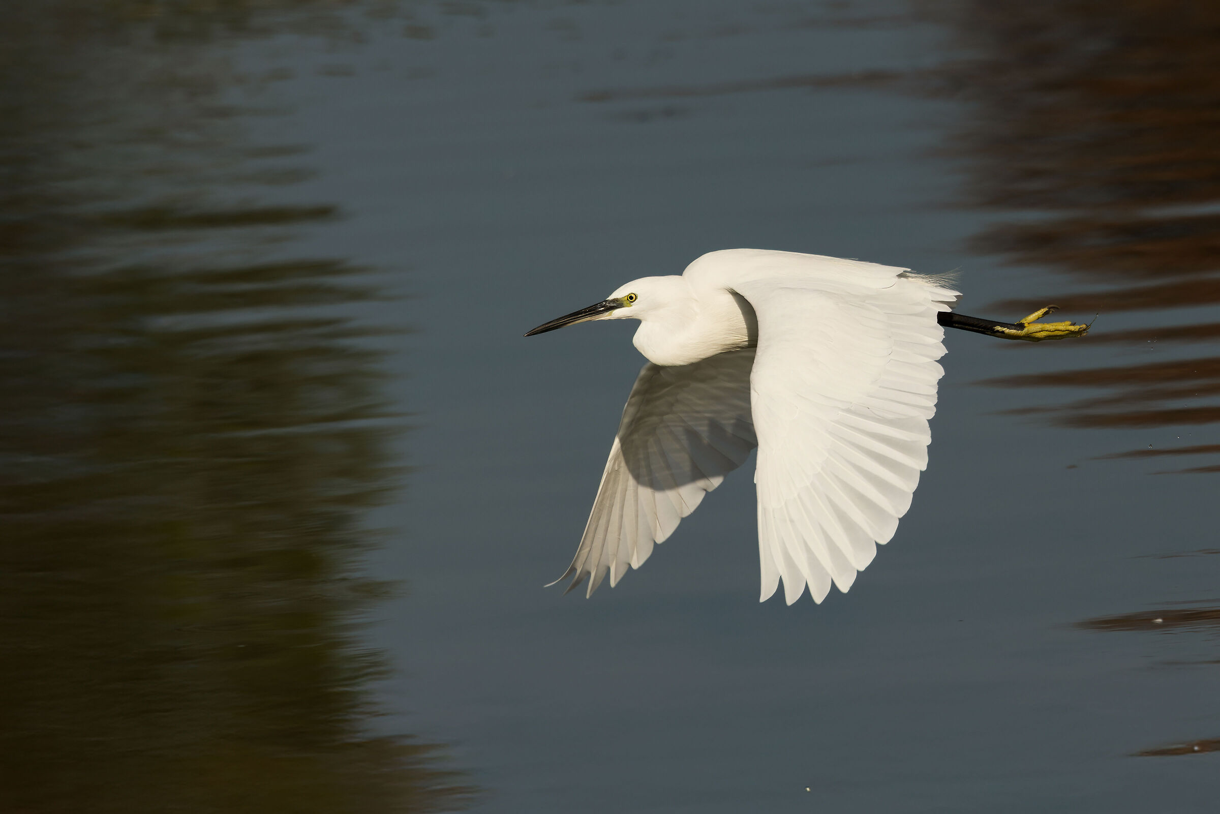 Garzetta (Egretta garzetta)
