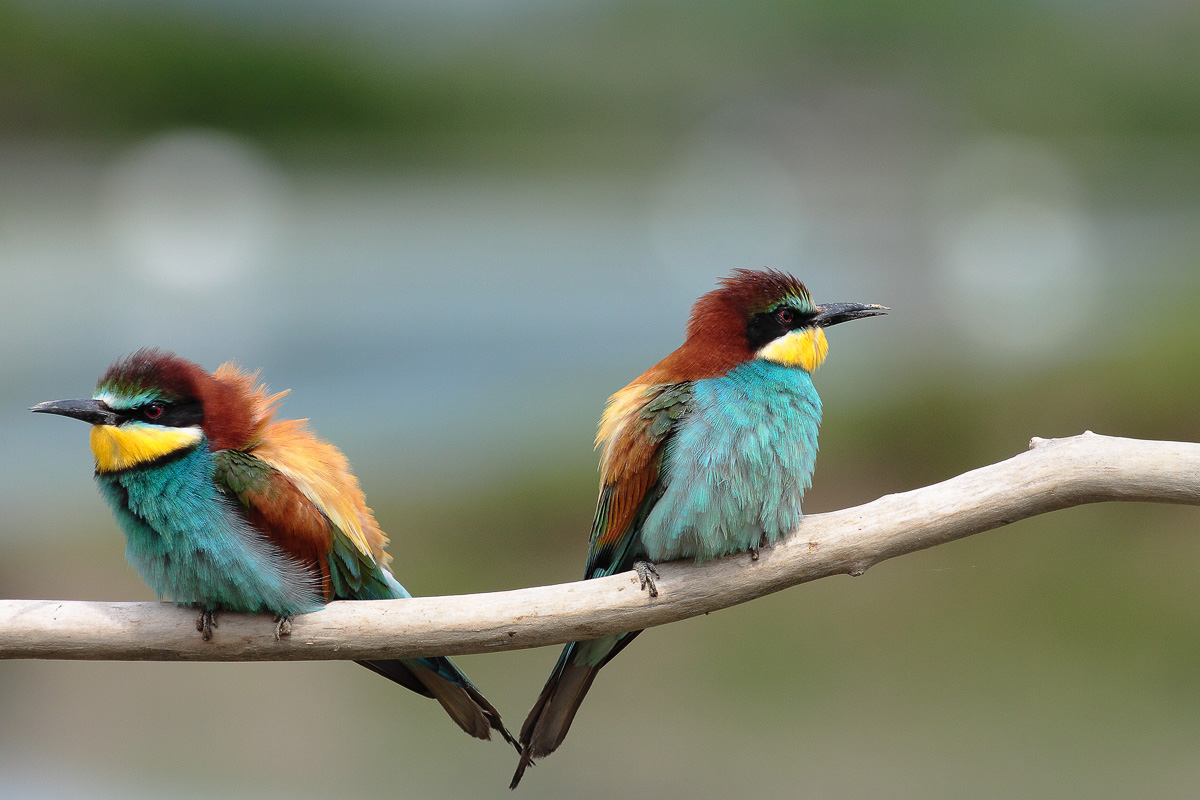 incomunicabilità di coppia