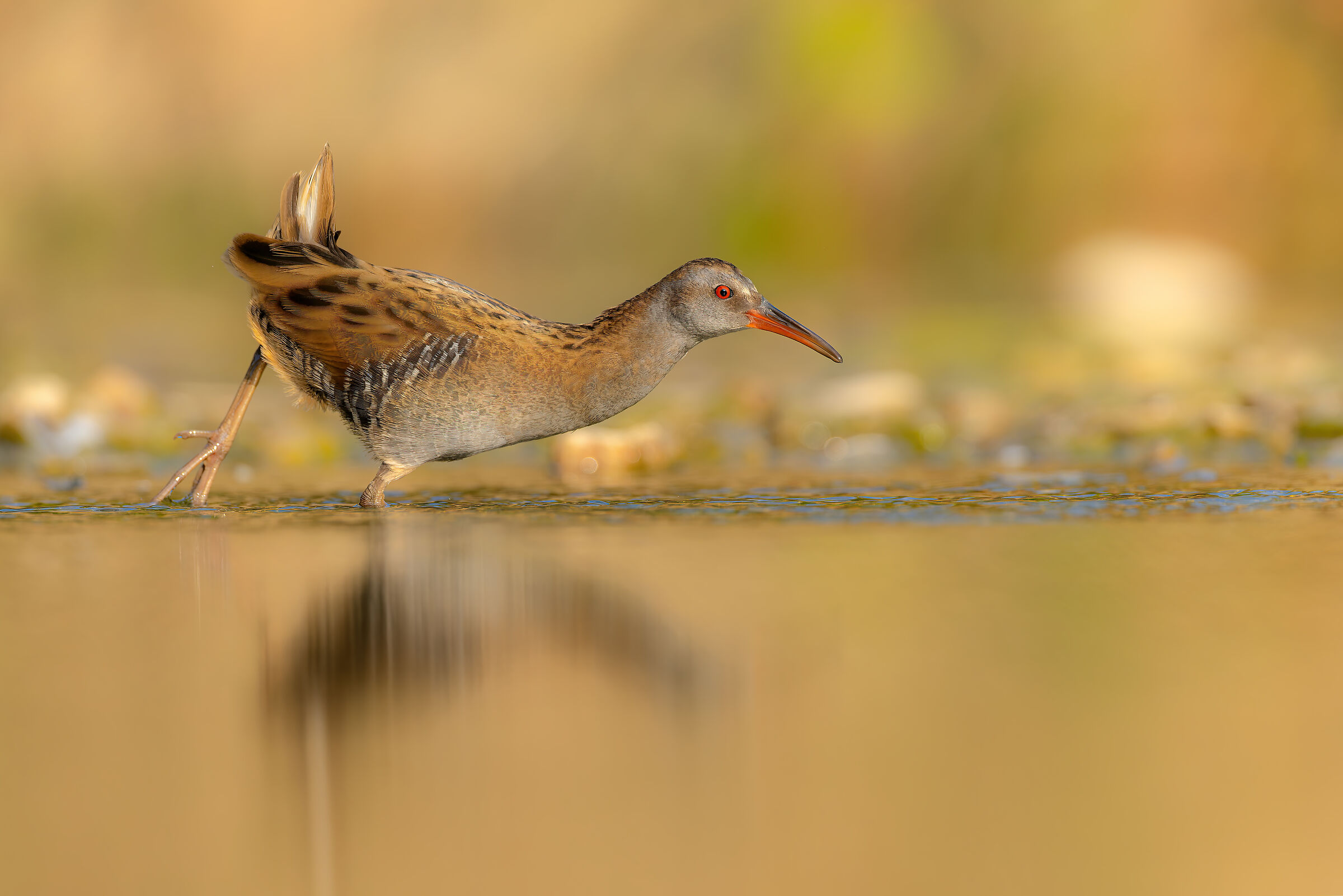 WATER RAIL