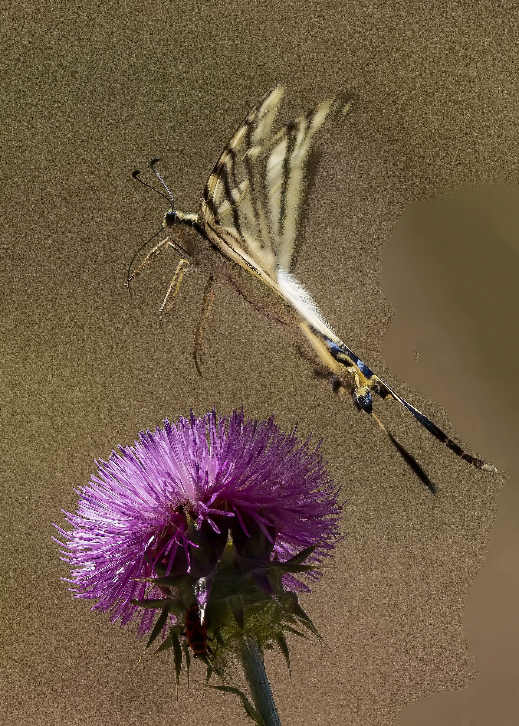 Scarce swallowtail...