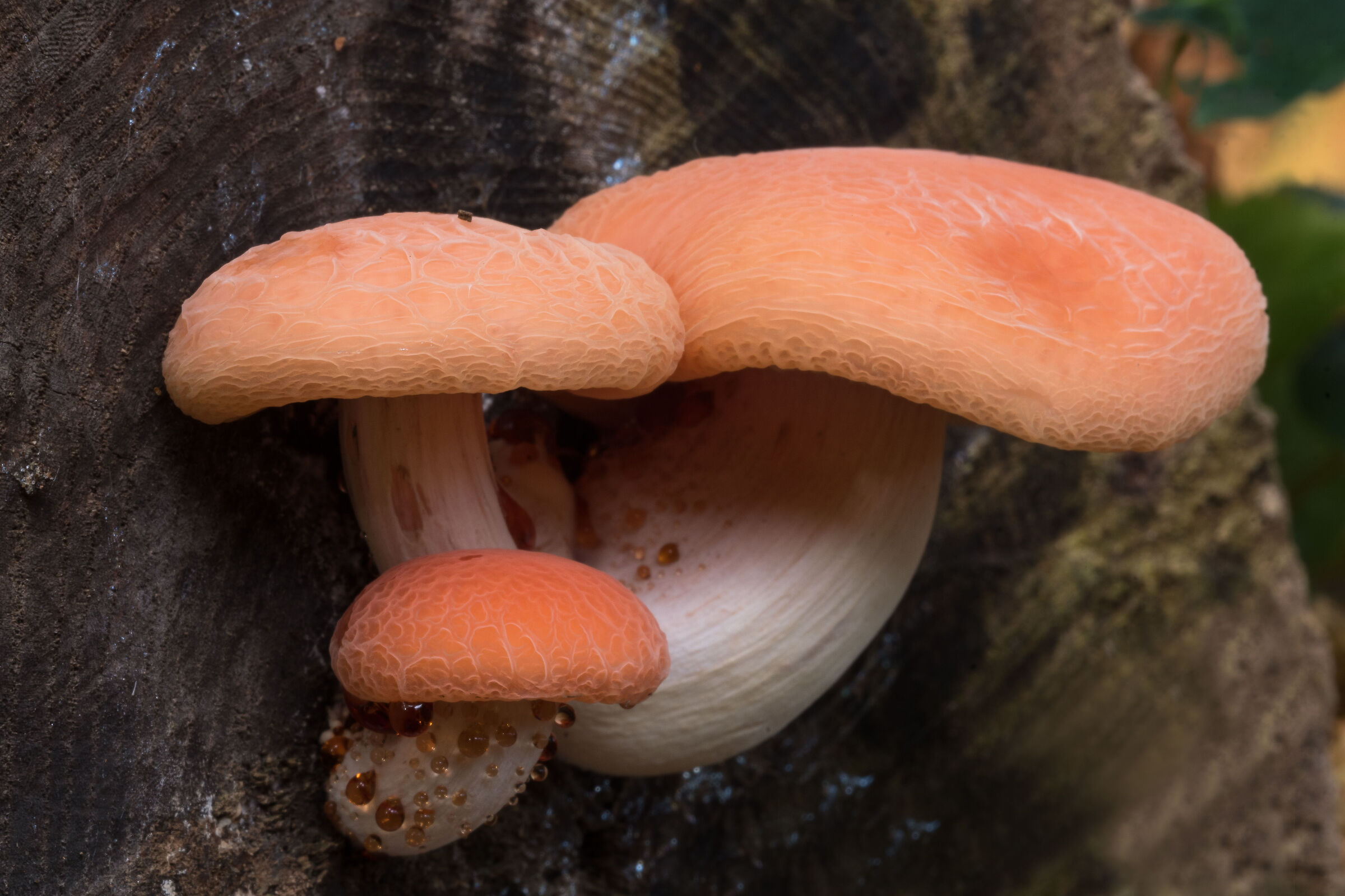 Rhodotus palmatus