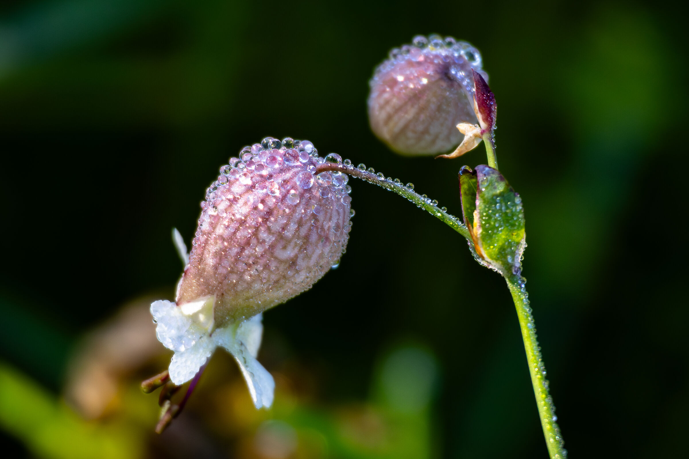 Fiori di stridolo con perlage di rugiada