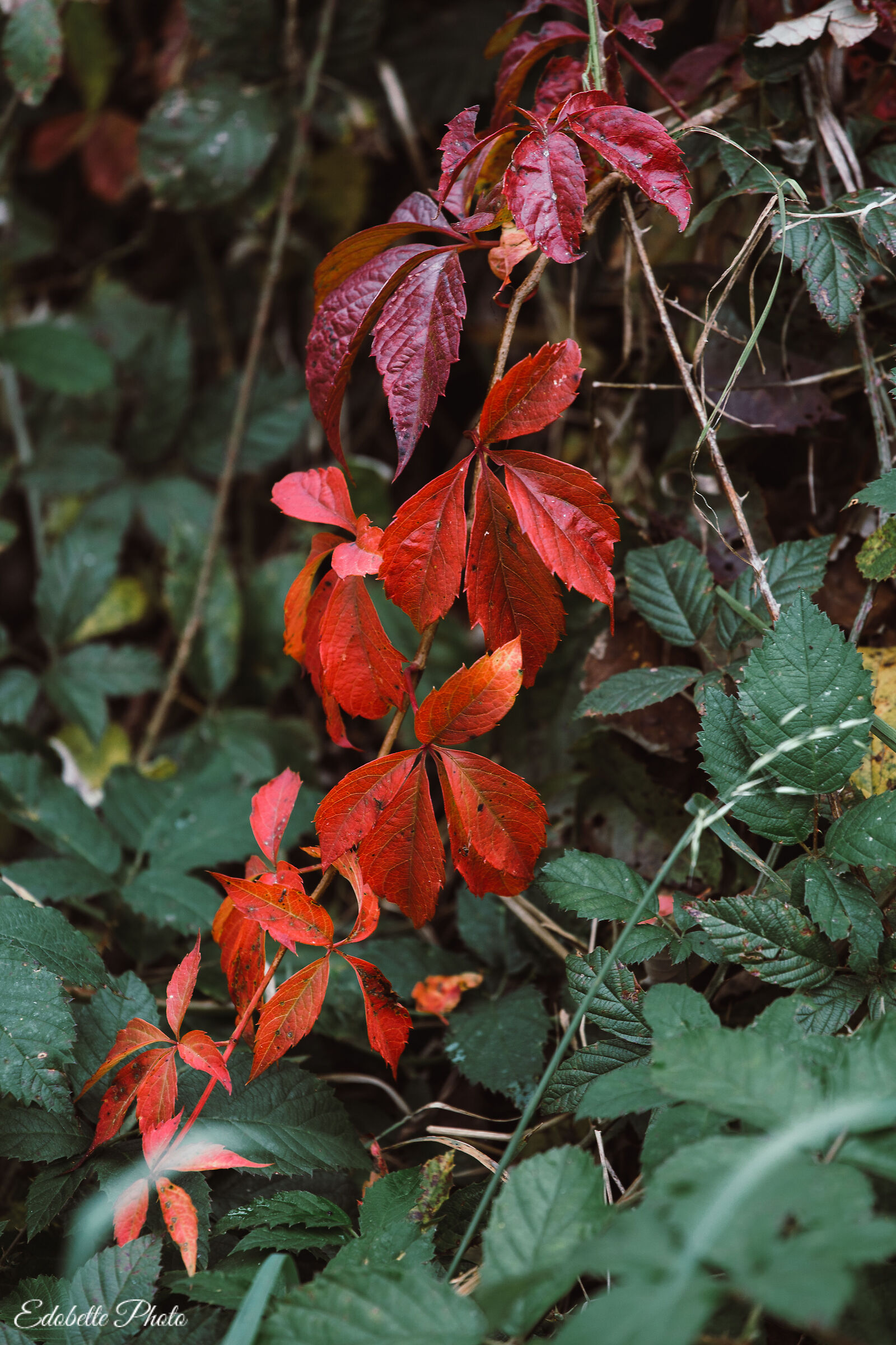 Red & Green