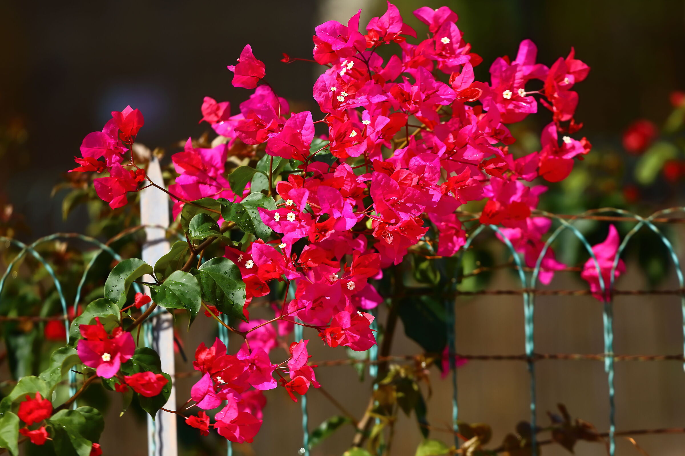 Bougainvillea 02 ottobre 2025 - 0036