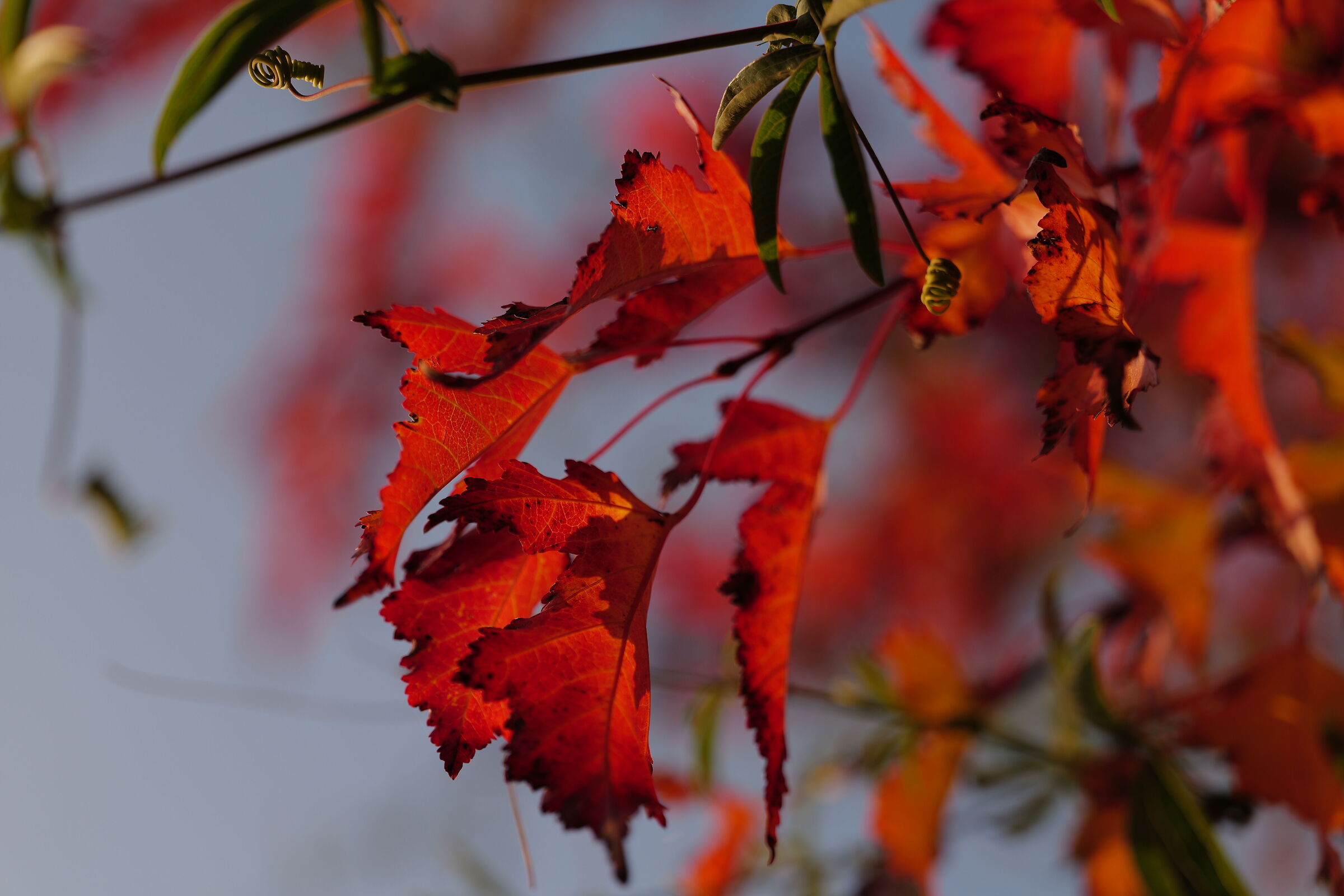 Colori autunnali al tramonto