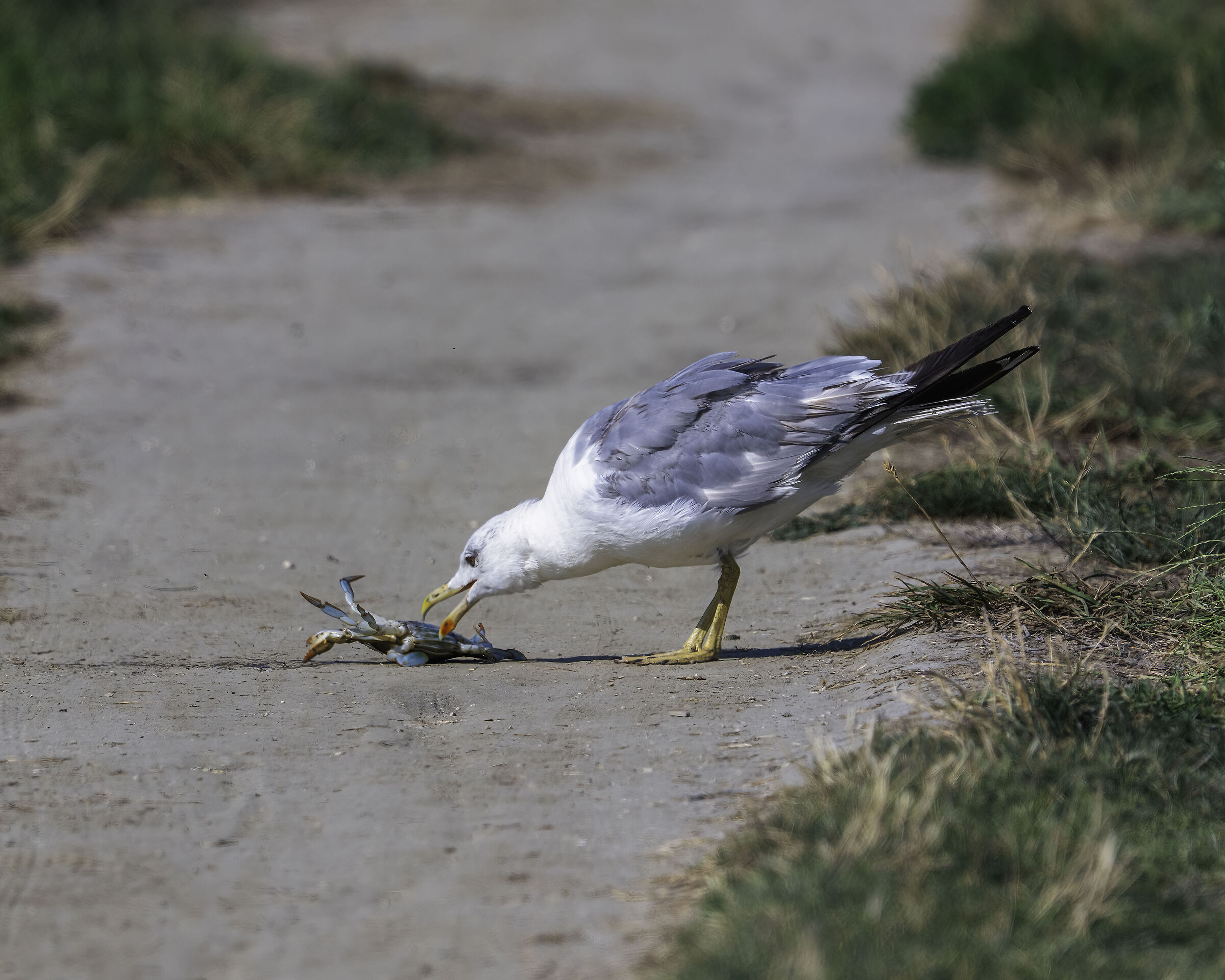 Il cacciatore e la preda