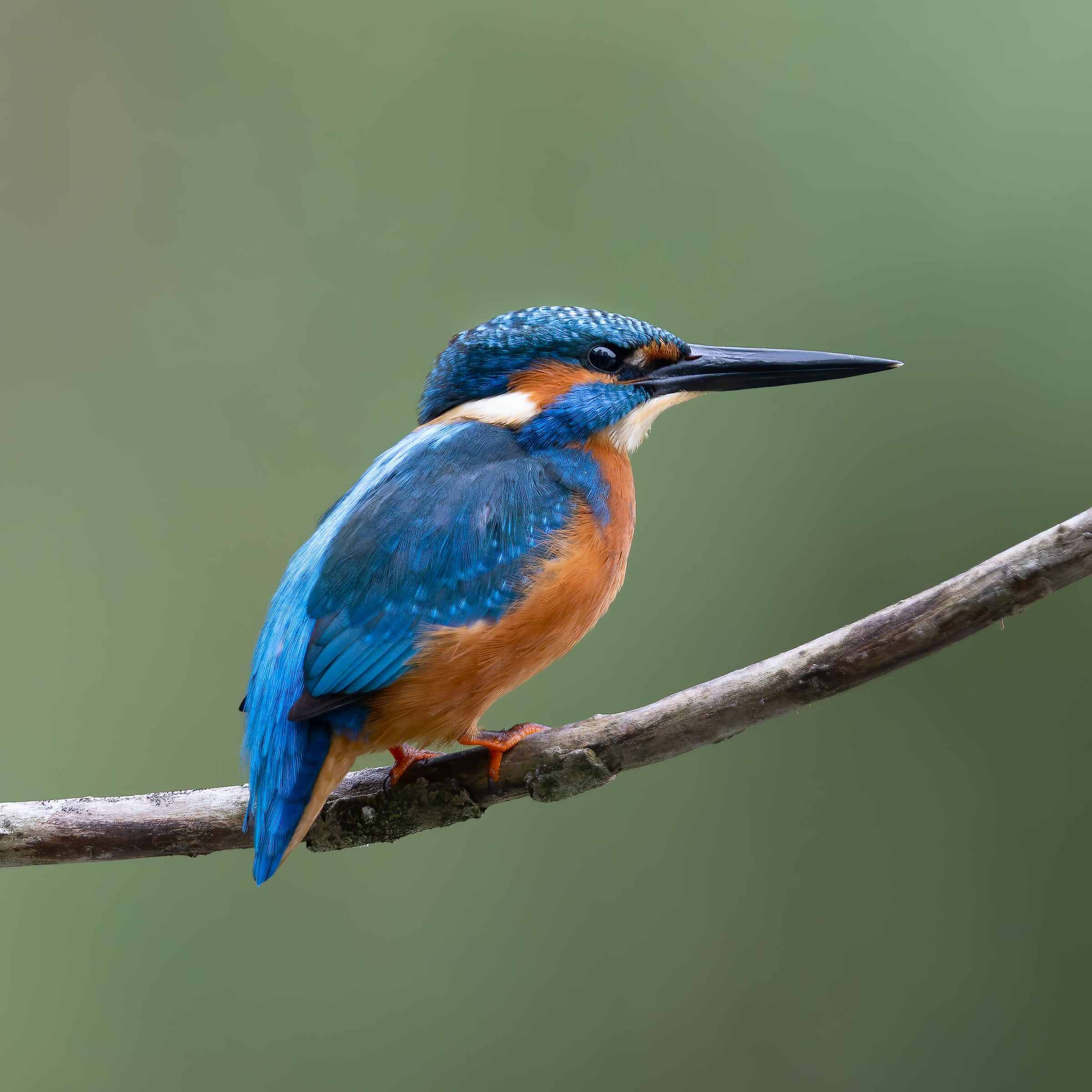 Kingfisher - Sant'Albano Stura - Piedmont