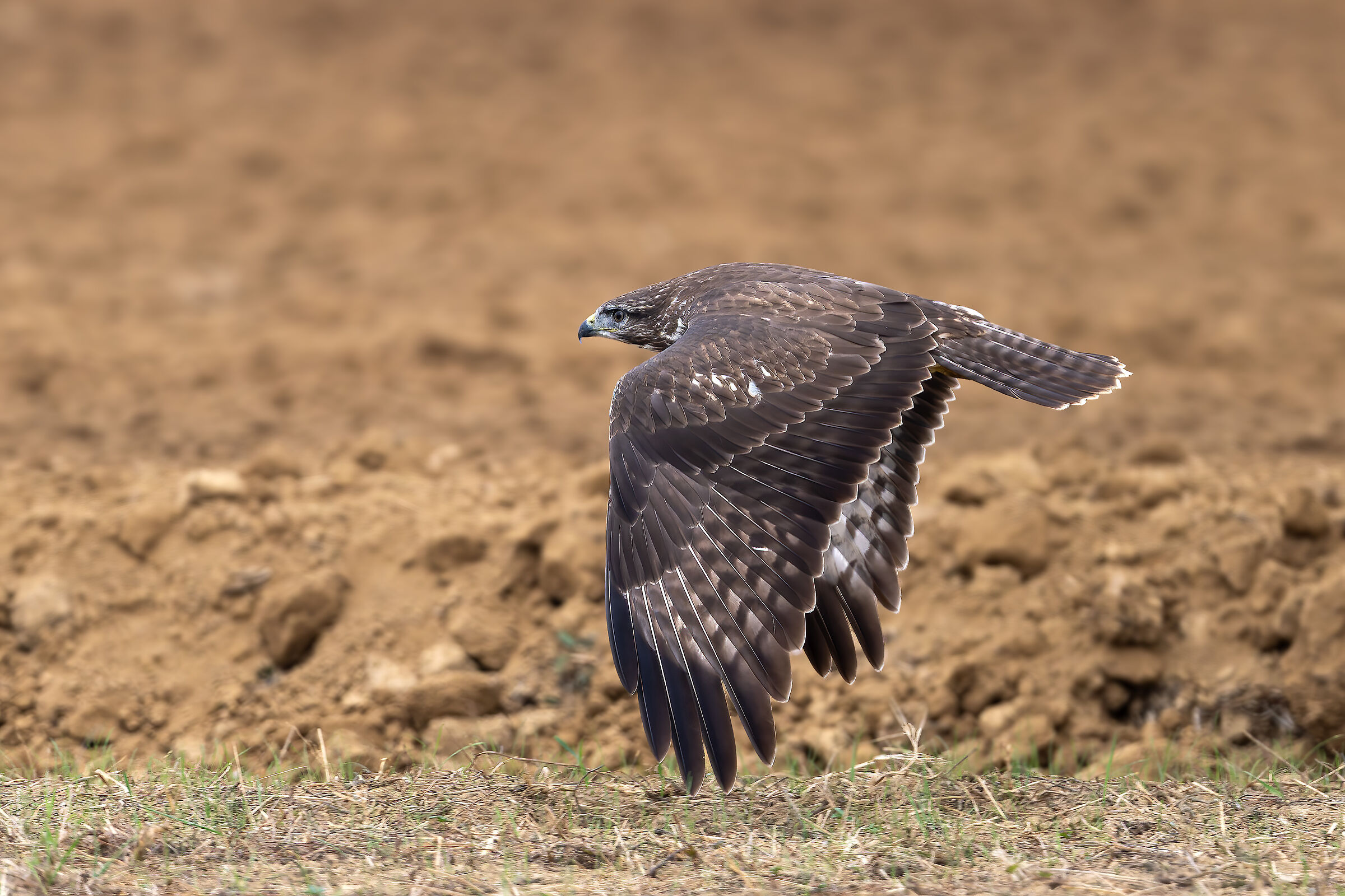 Poiana - Magliano Alpi - Piedmont