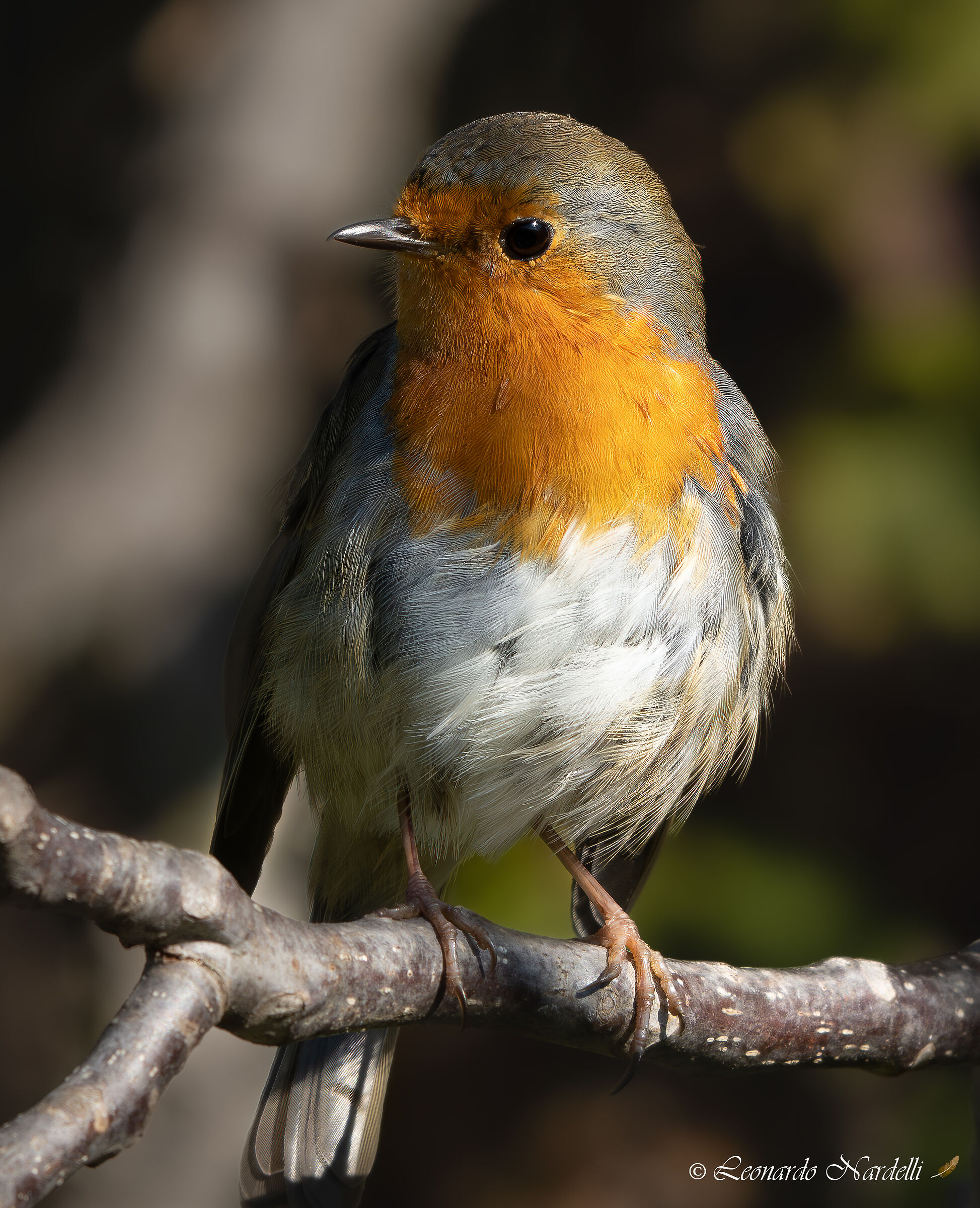 Robin (Erithacus rubecula)