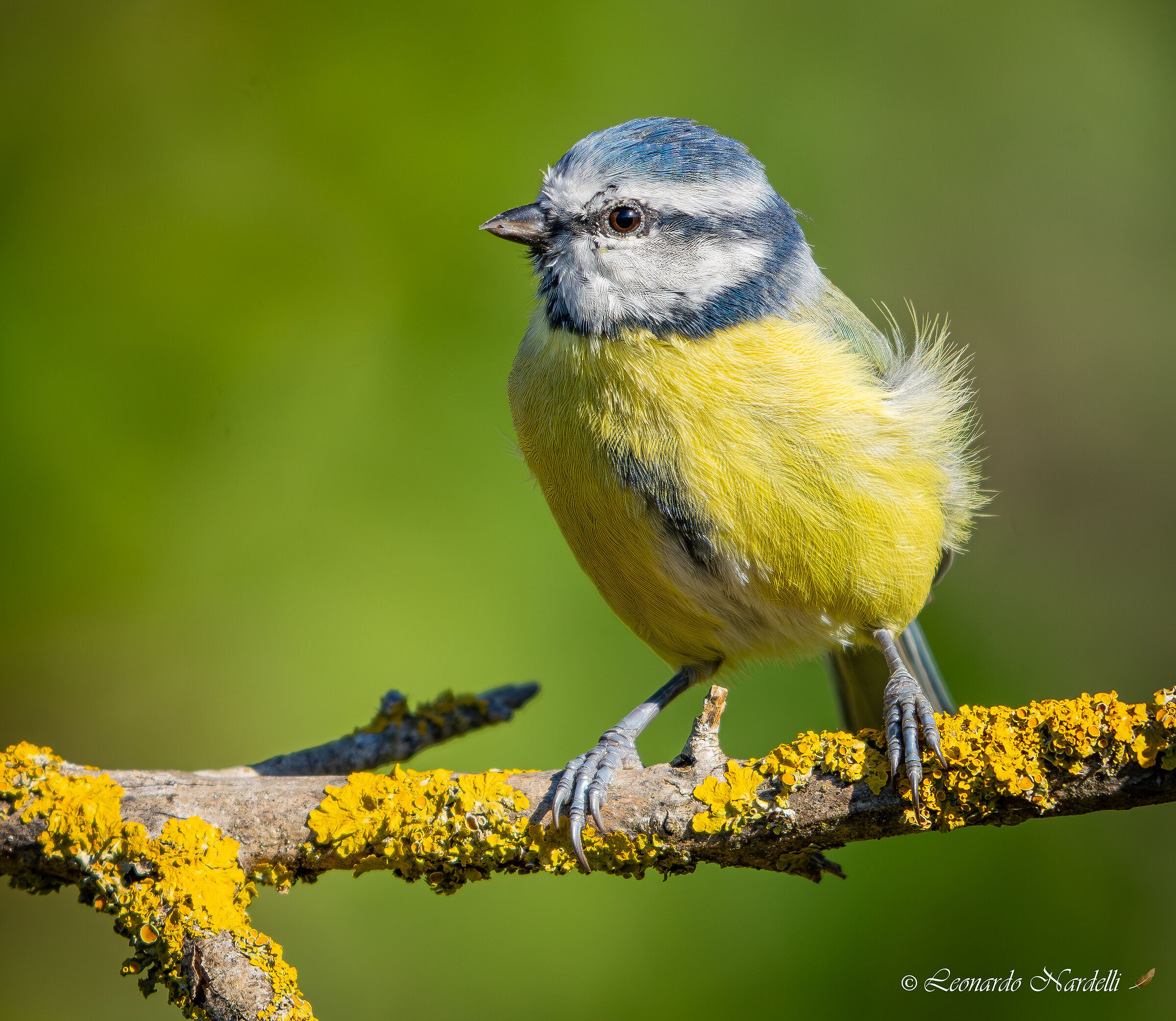Blue (Parus caeruleus)