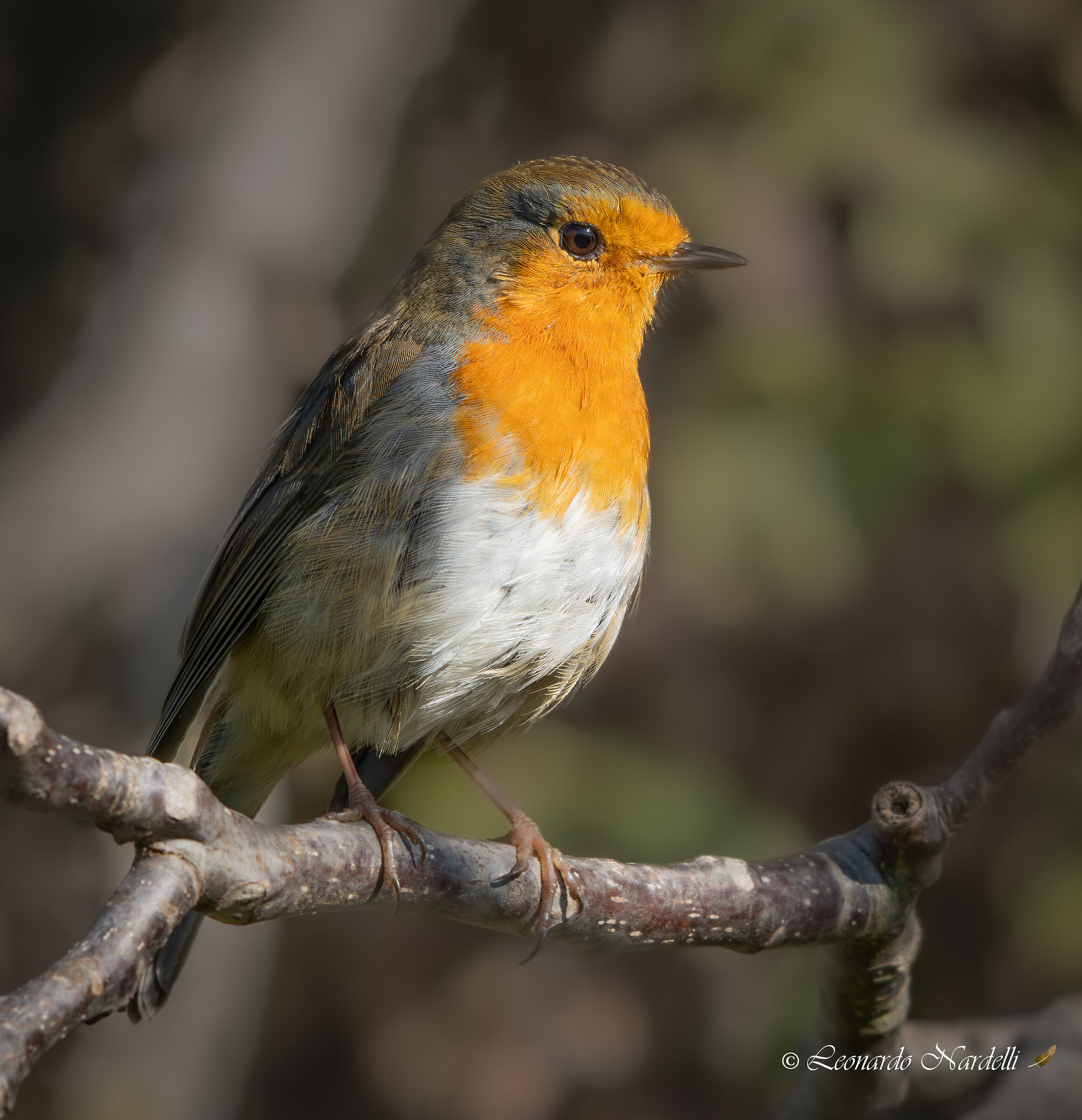 Robin (Erithacus rubecula)