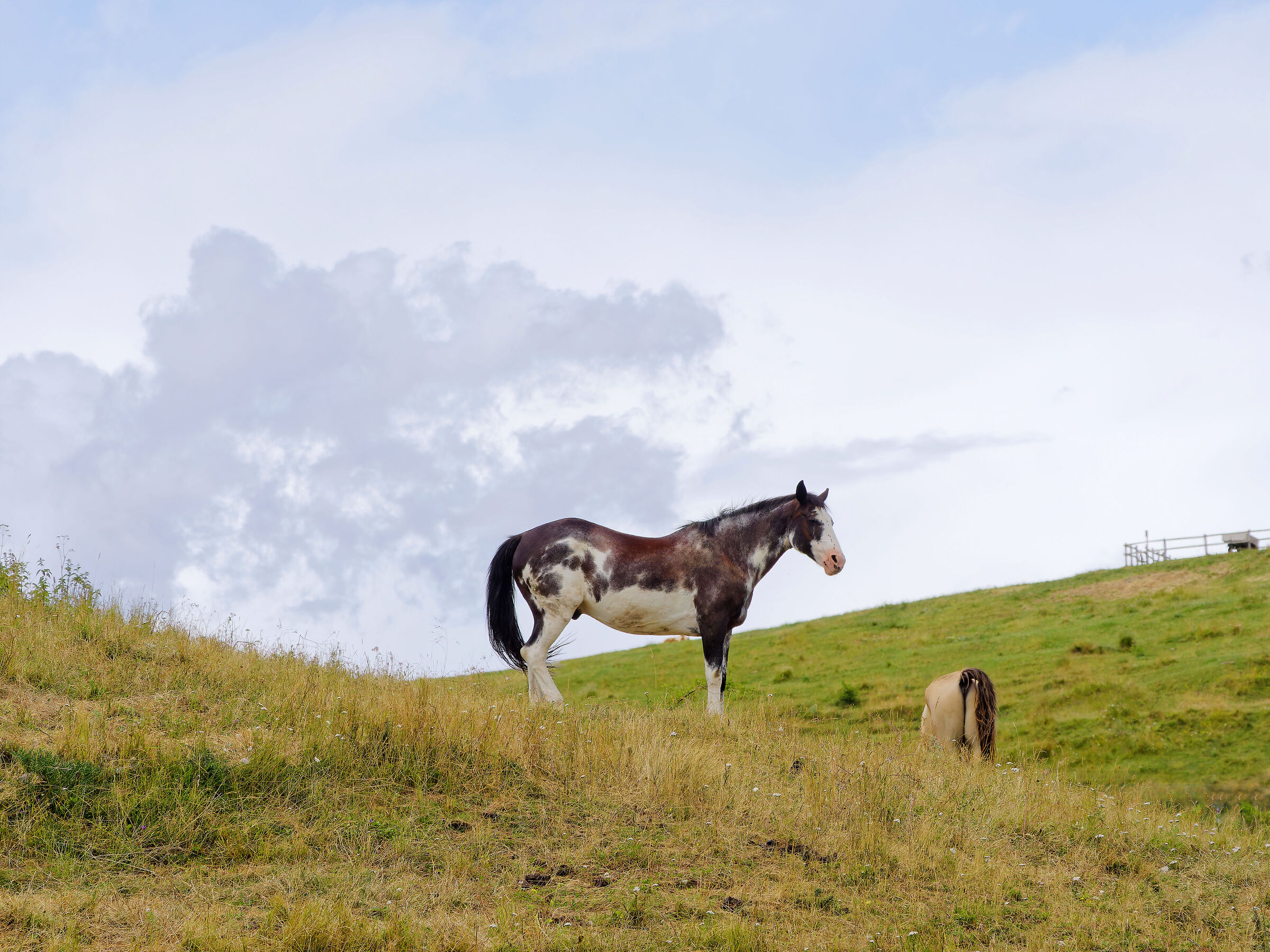 Passo Fittanze - cavalli