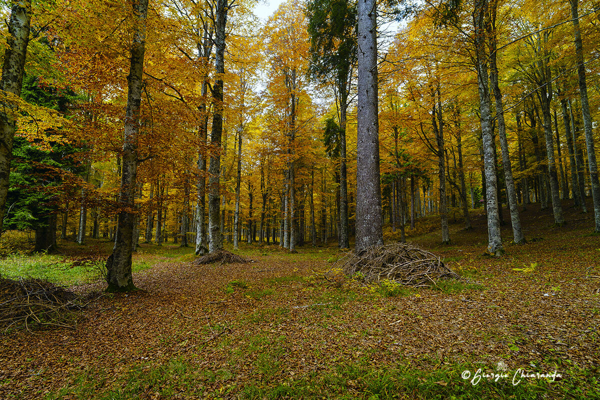 I colori dell'Autunno, monte Pizzoc