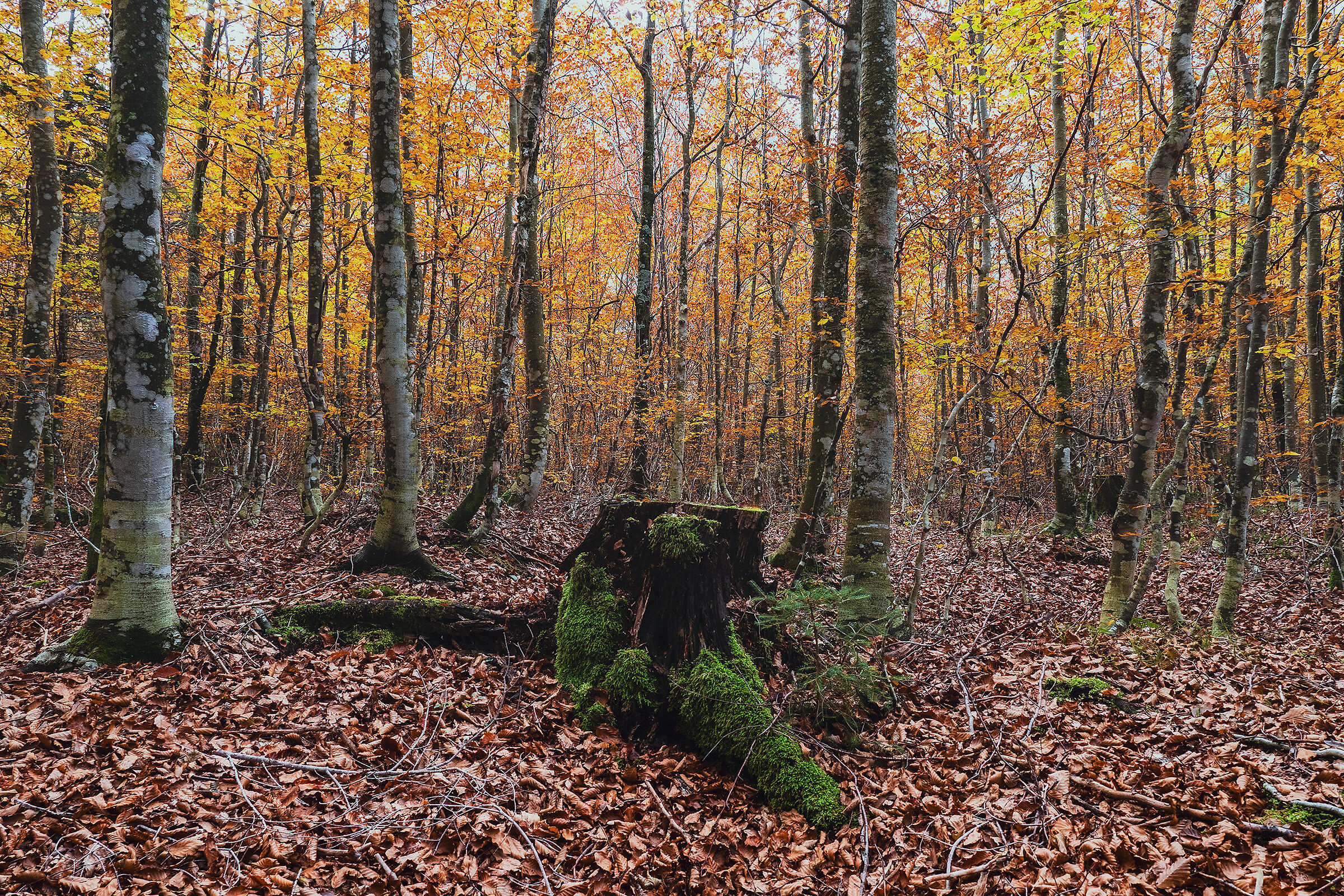 Il nuovo bosco