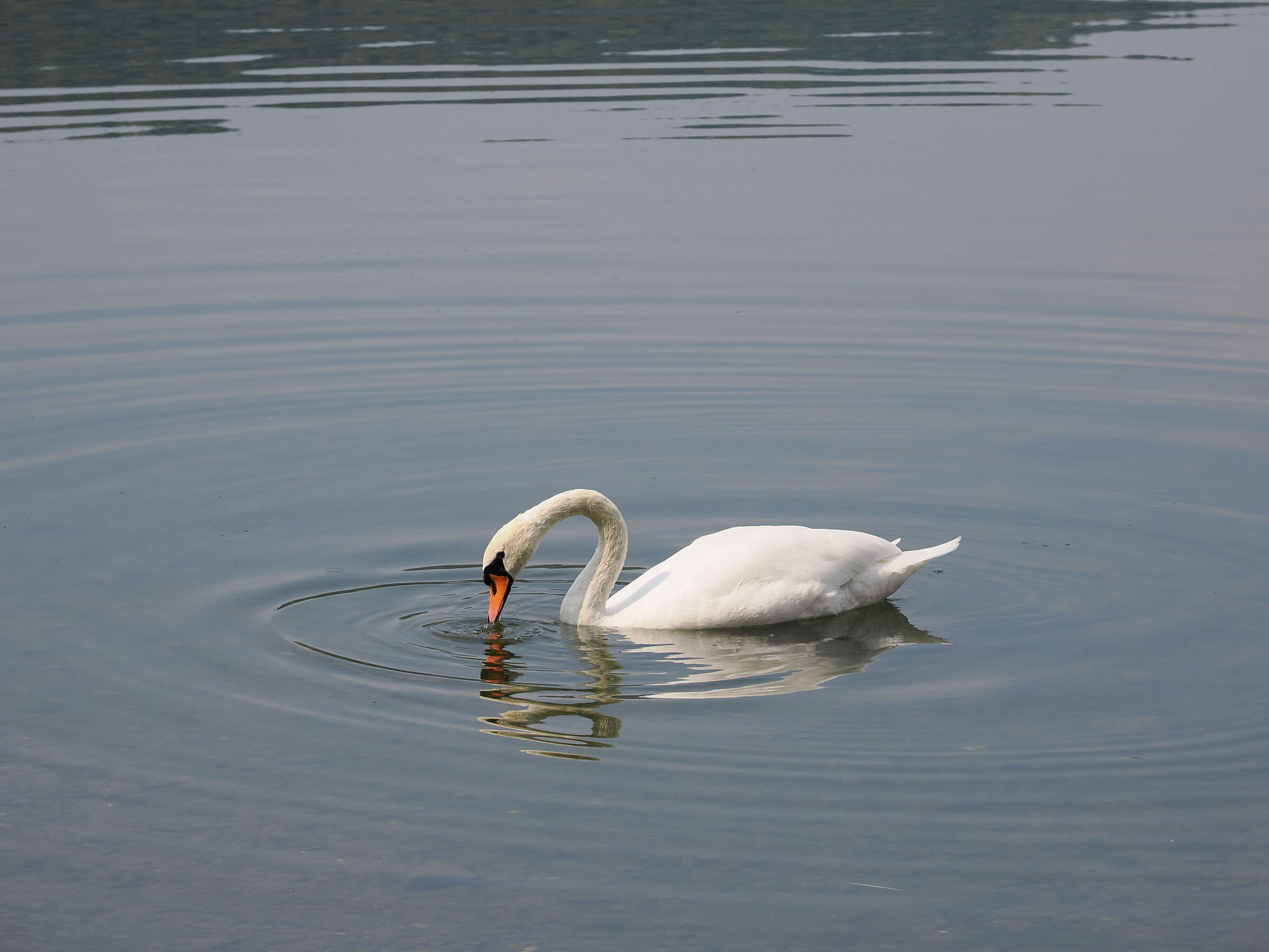 Cigno