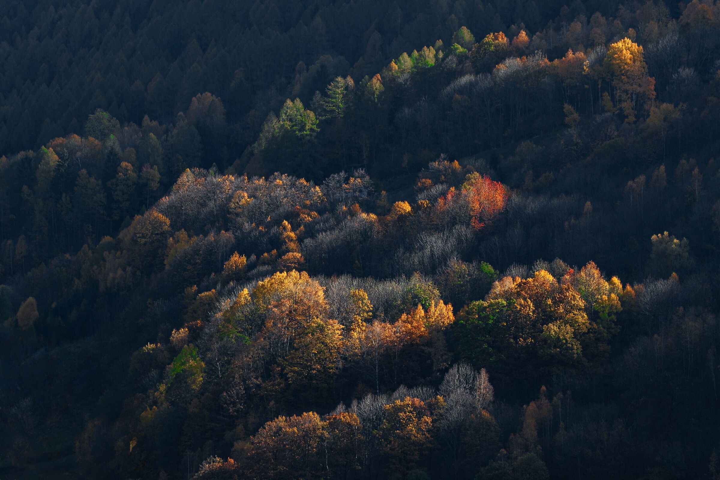 The colors of the forest