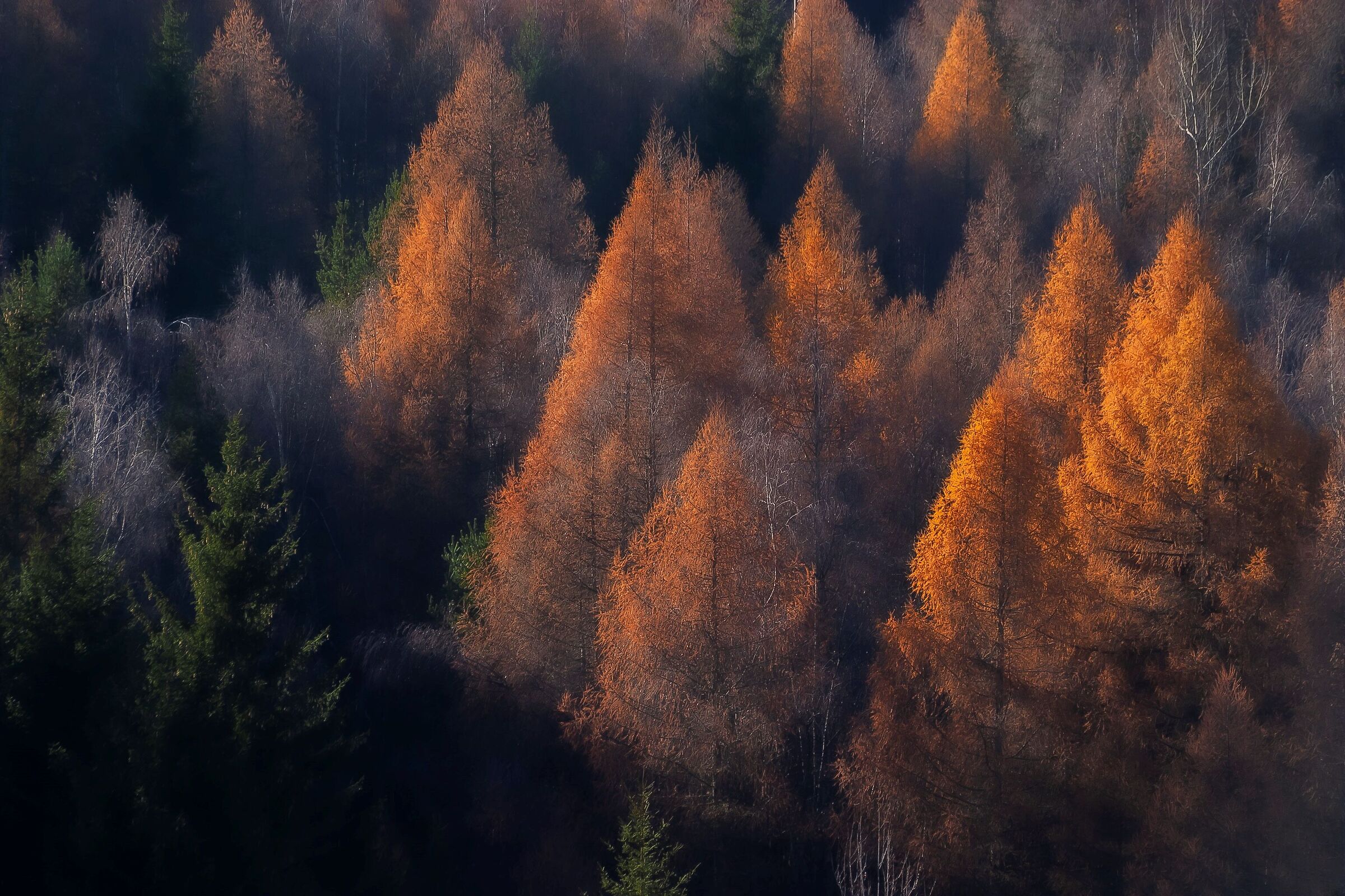 Larches in autumn