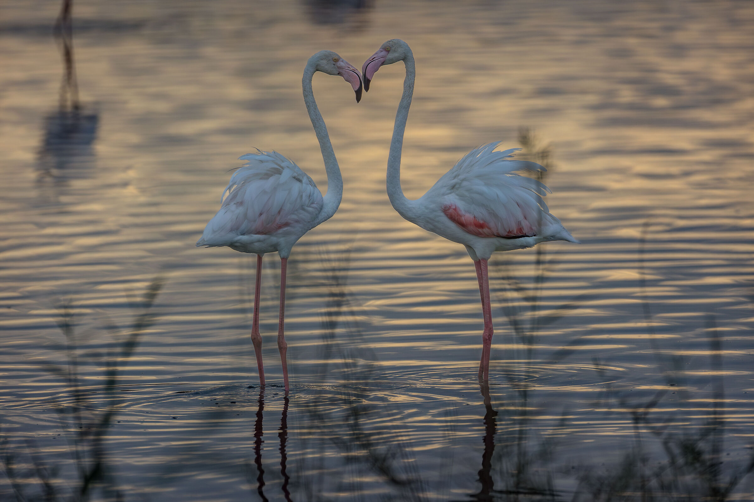 flamingos at dawn