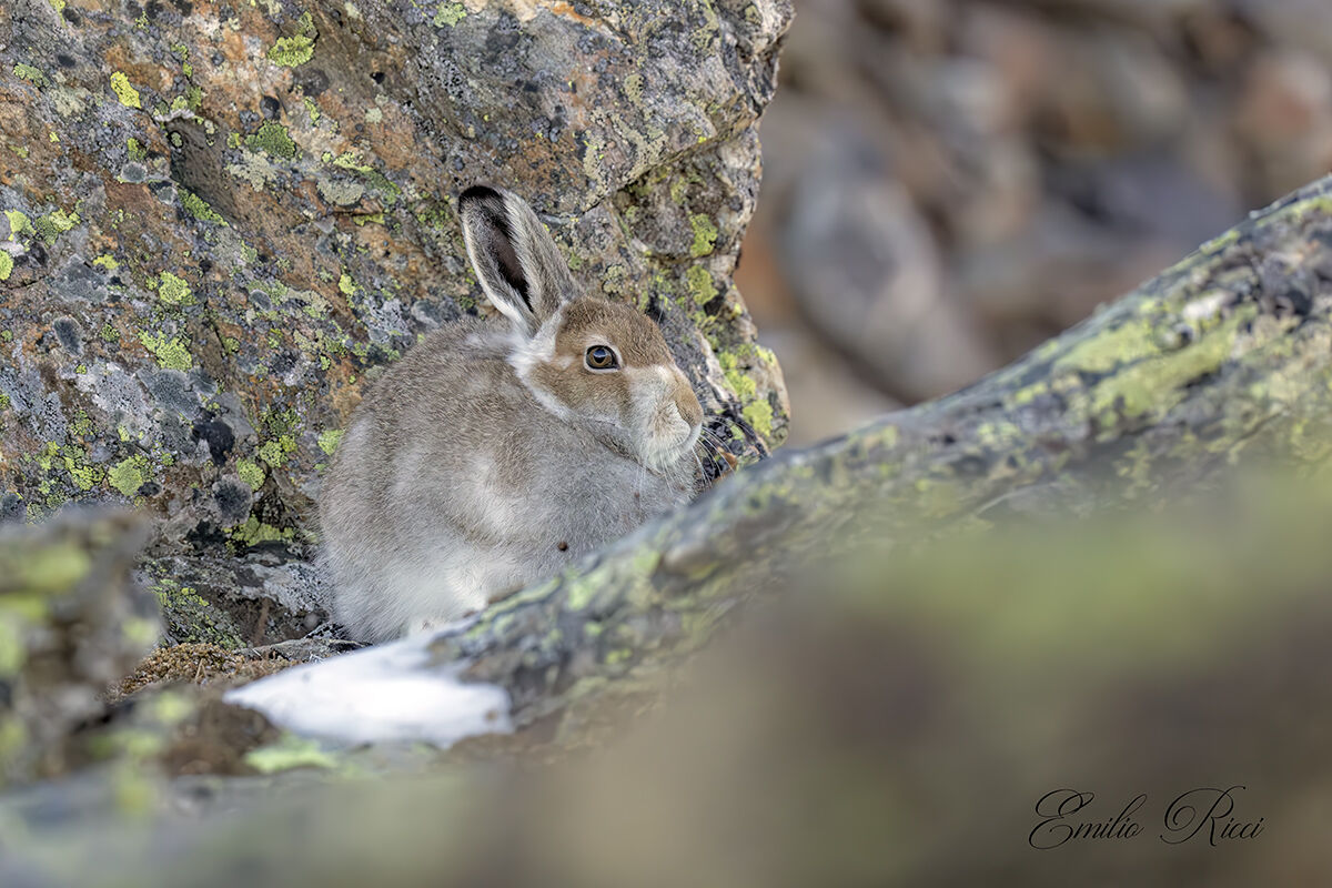 Variable hare in autumn moult