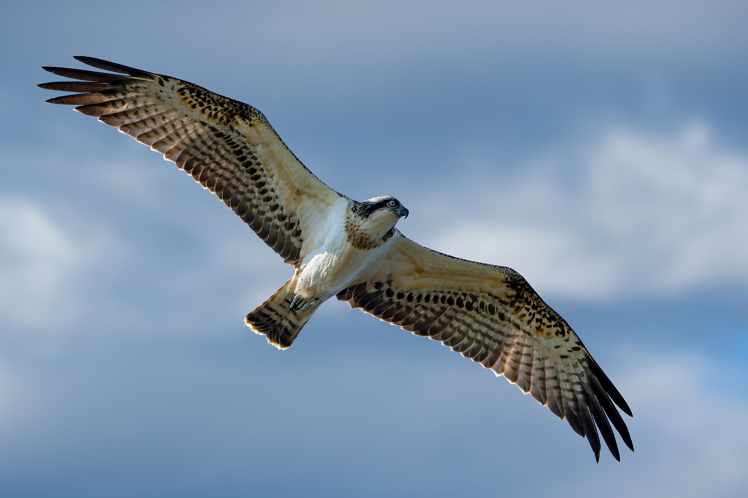 Osprey